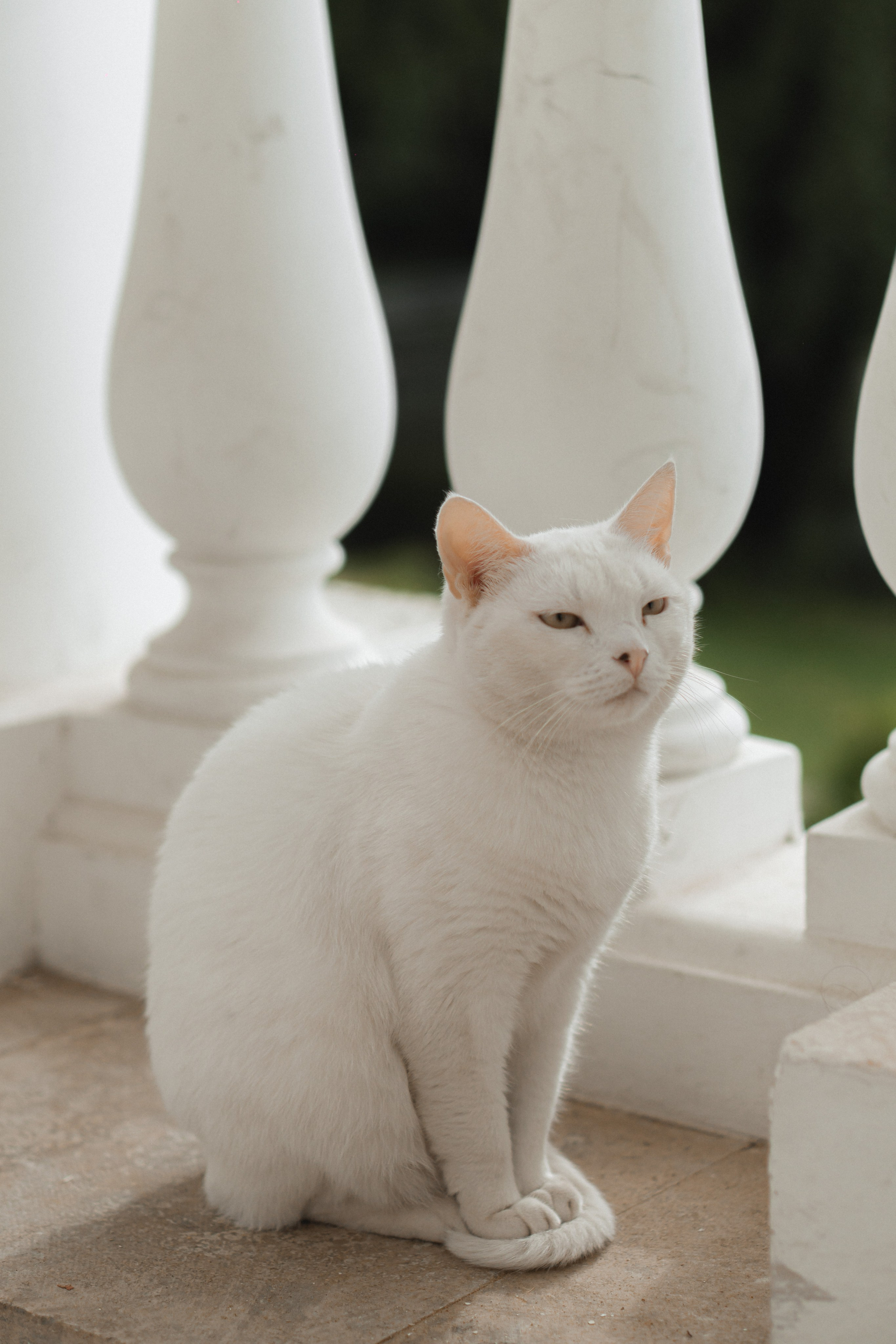 Птица. Профессиональная видео и фото съёмка в Калуге и области
