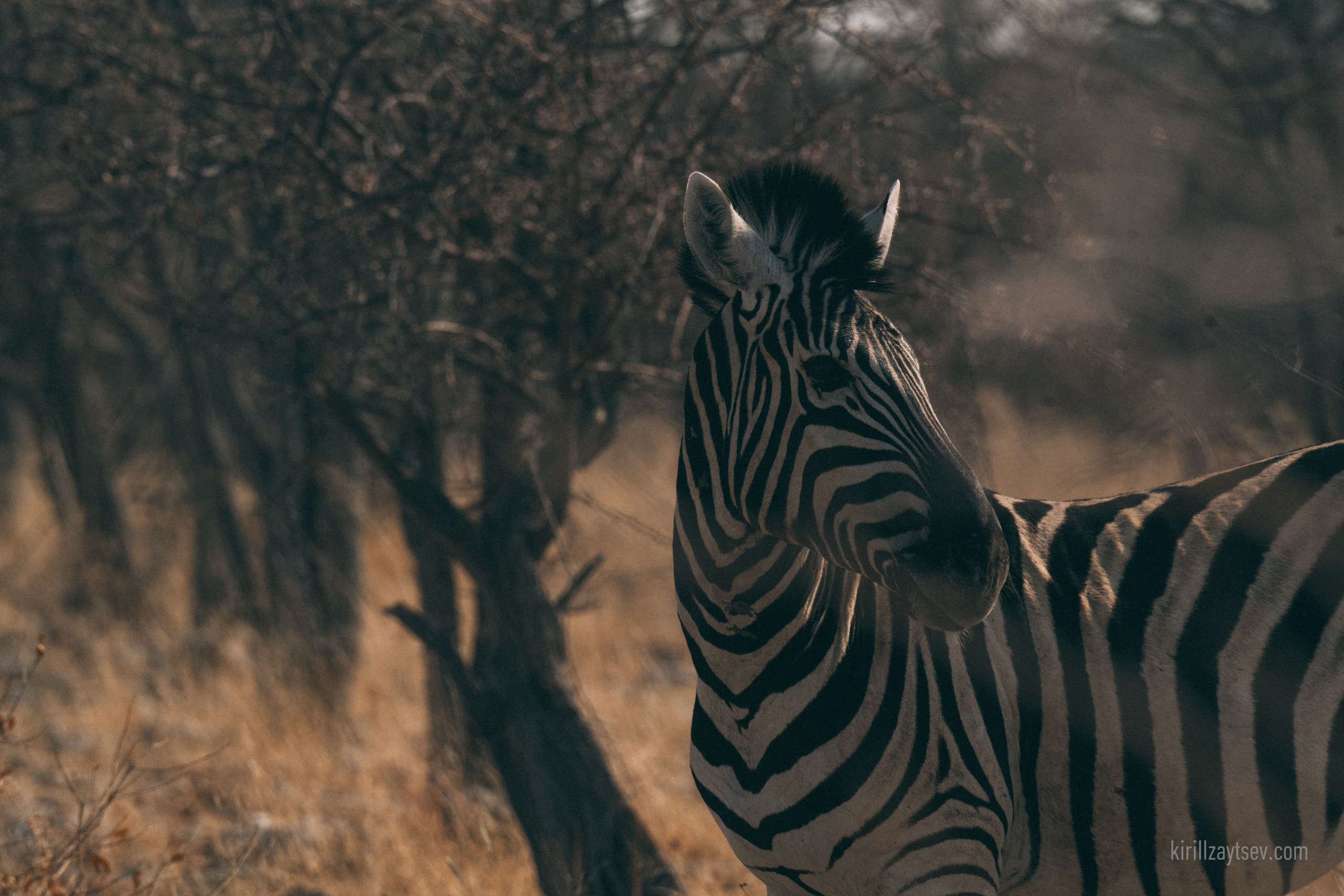 Жизнь. Профессиональный фотограф Кирилл Зайцев