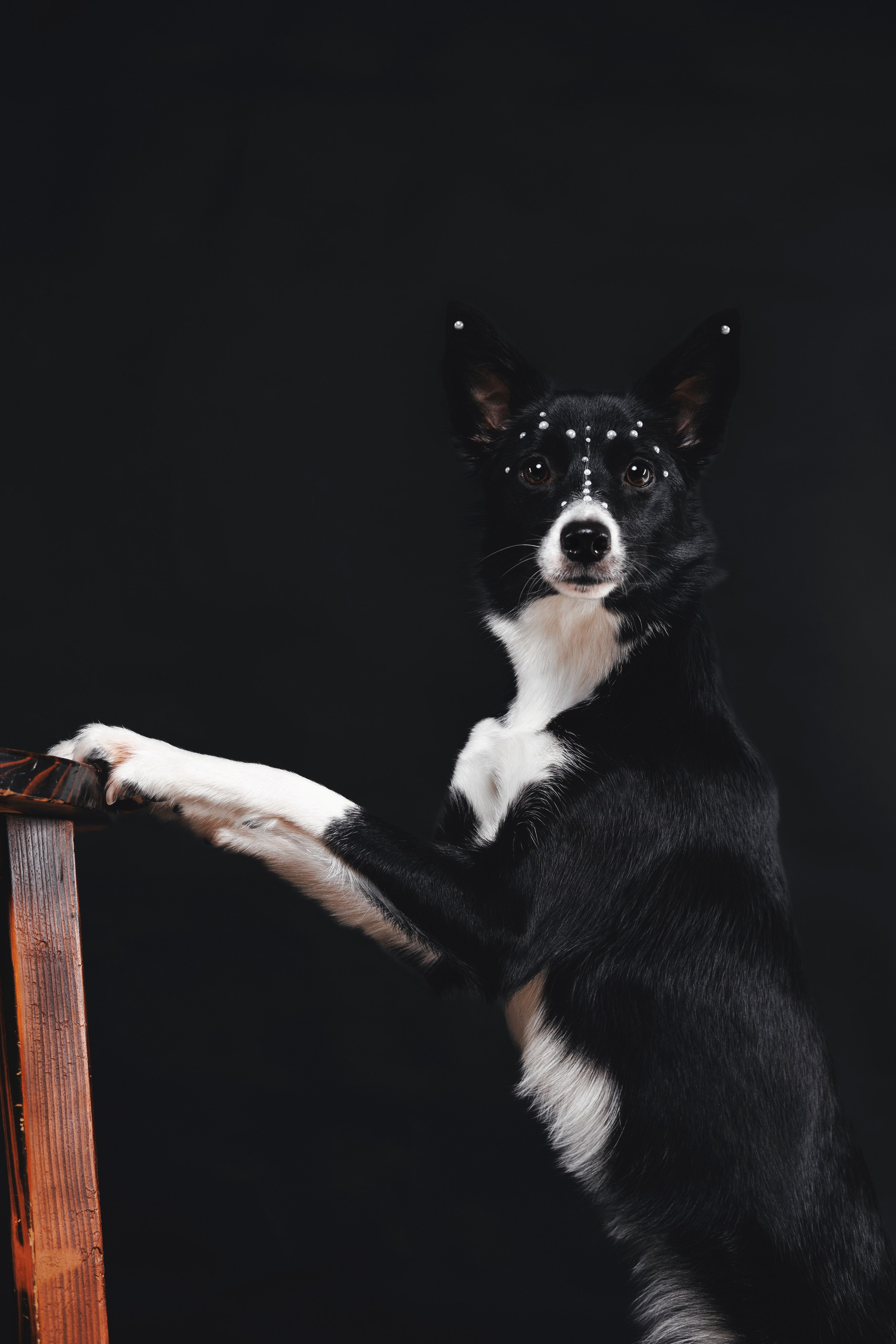 Рей в студии. Фотограф — анималист Владивосток, Алина