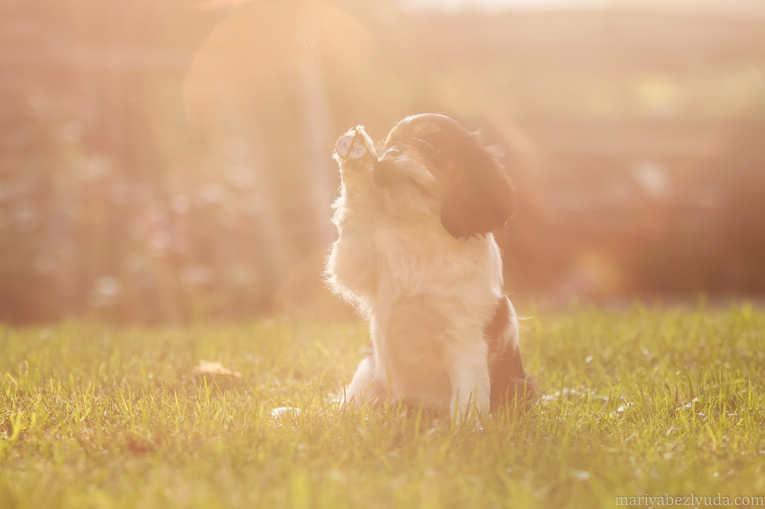 Щенки. Семейный и детский фотограф в Москве Мария Быкова