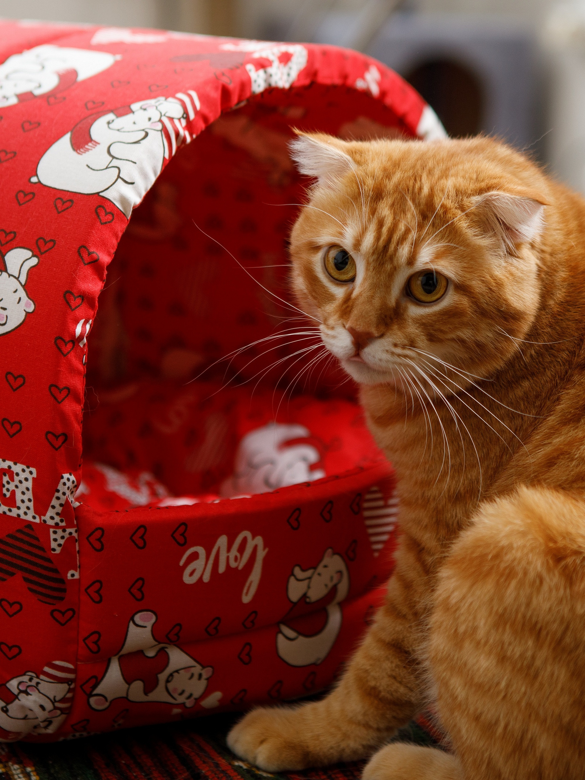 Товары для животных. Предметный фотограф Александр Трузян