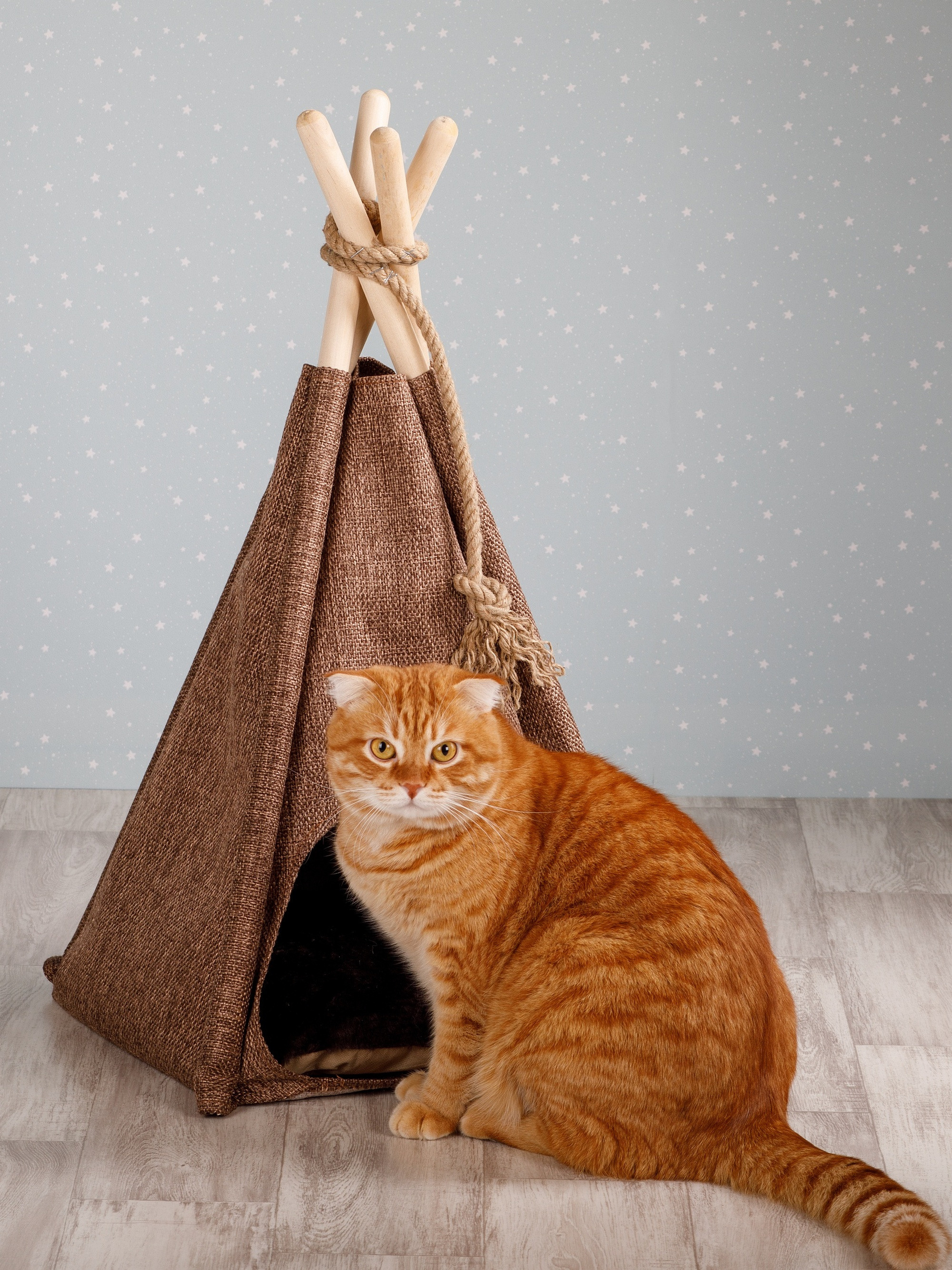 Товары для животных. Предметный фотограф Александр Трузян