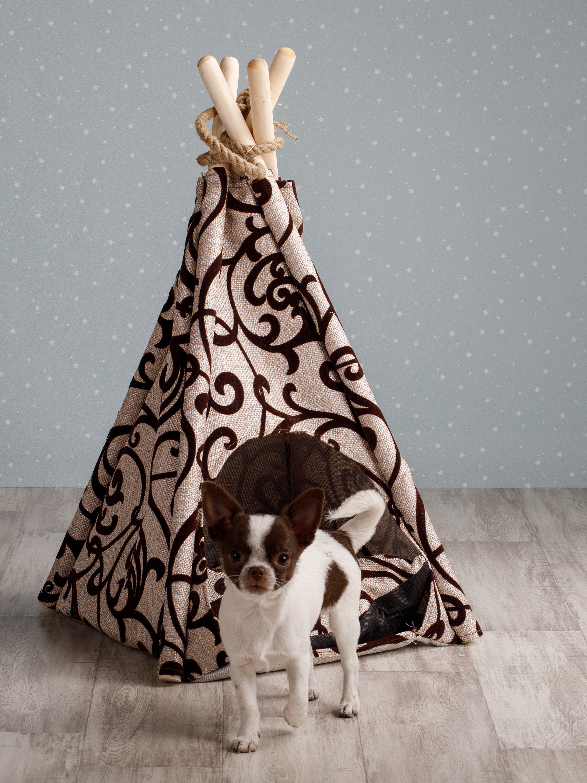 Товары для животных. Предметный фотограф Александр Трузян