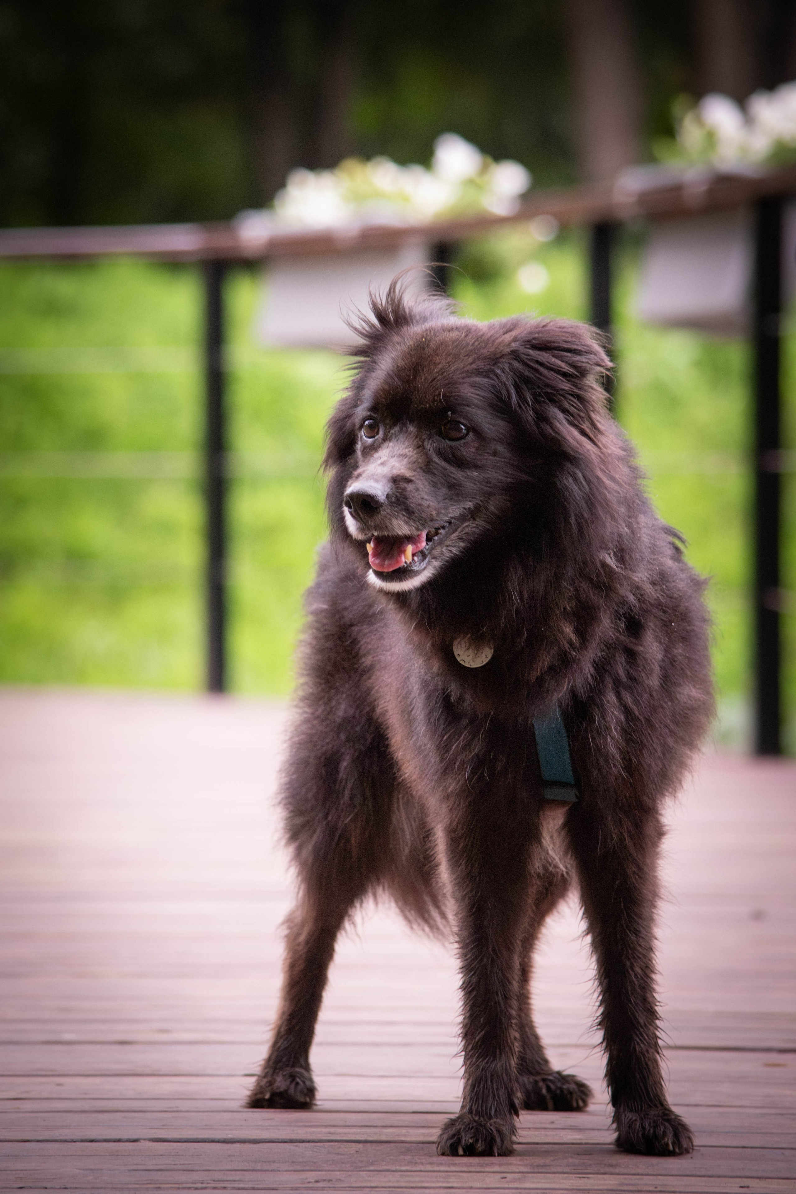 Альба и Даша. Фотограф Светлана Блинова, Москва и Московская область