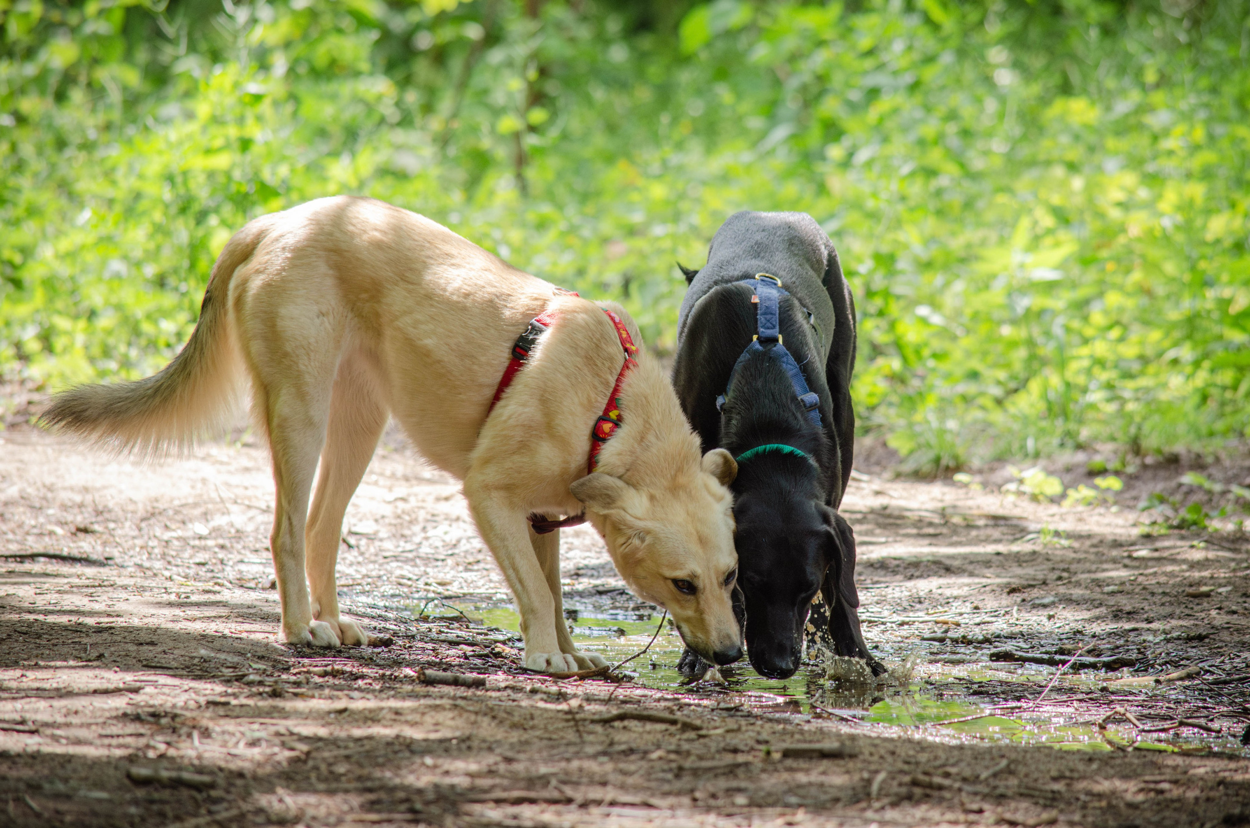Мира и Барон. Фотограф Светлана Блинова, Москва и Московская область