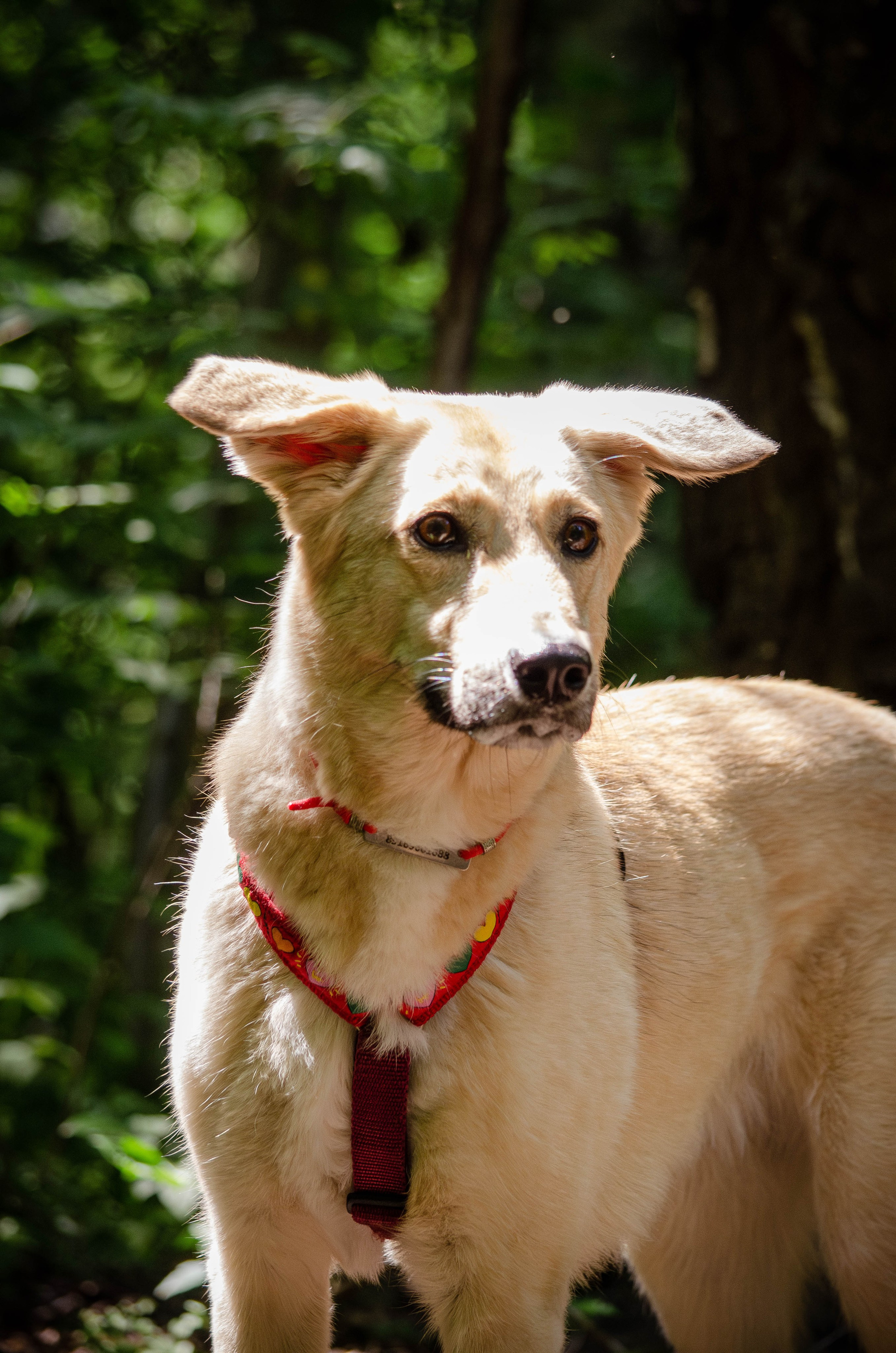 Мира и Барон. Фотограф Светлана Блинова, Москва и Московская область