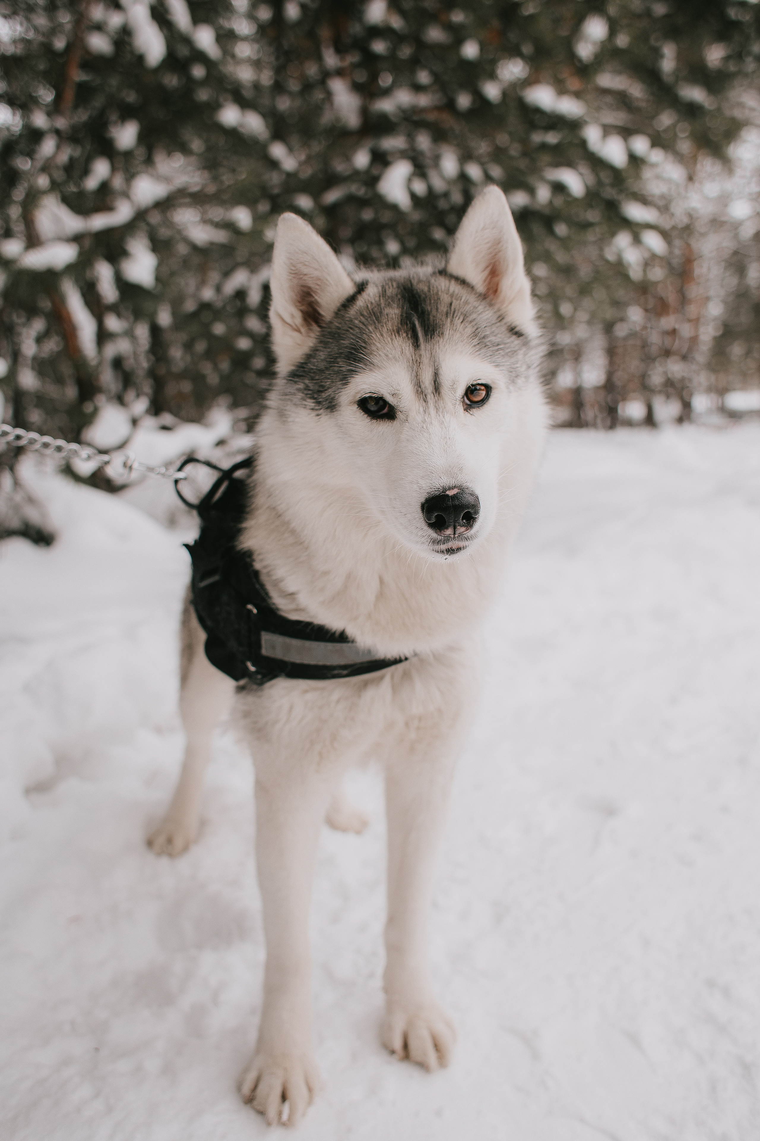 Артем и Катя. Фотограф Алексей Миронов