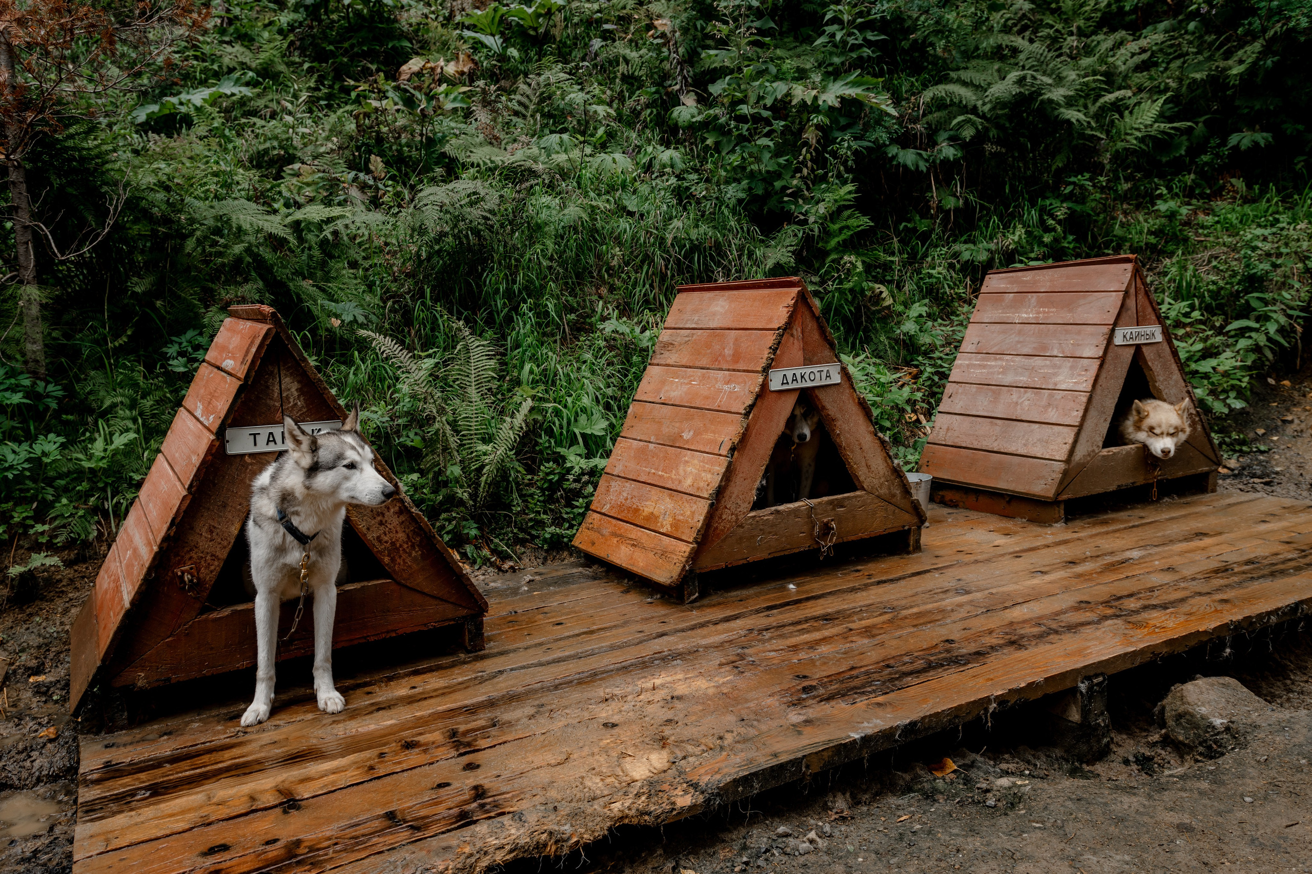 Дог-треккинг