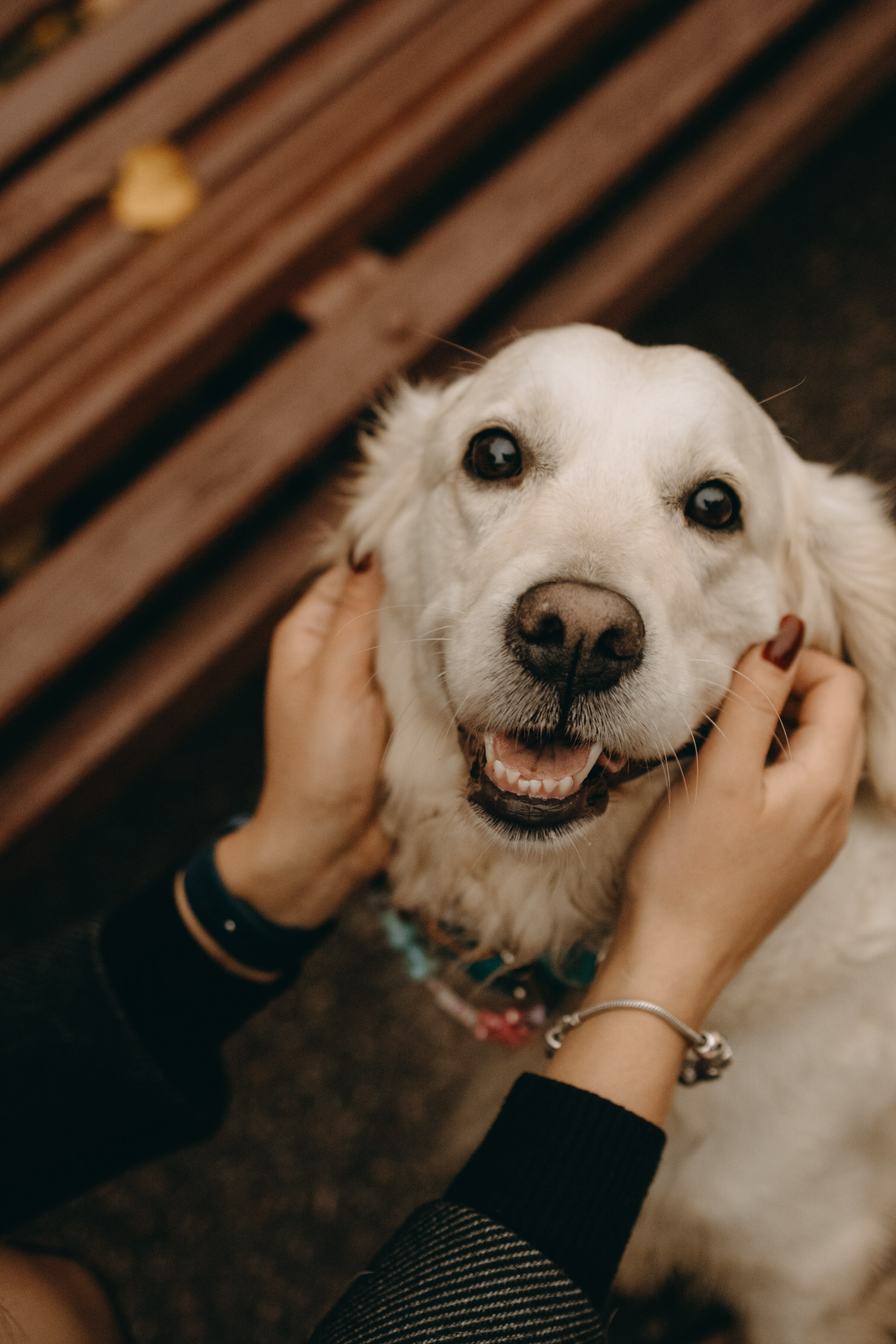 Женя и ее девочки. Фотограф — Анималист | Санкт-Петербург