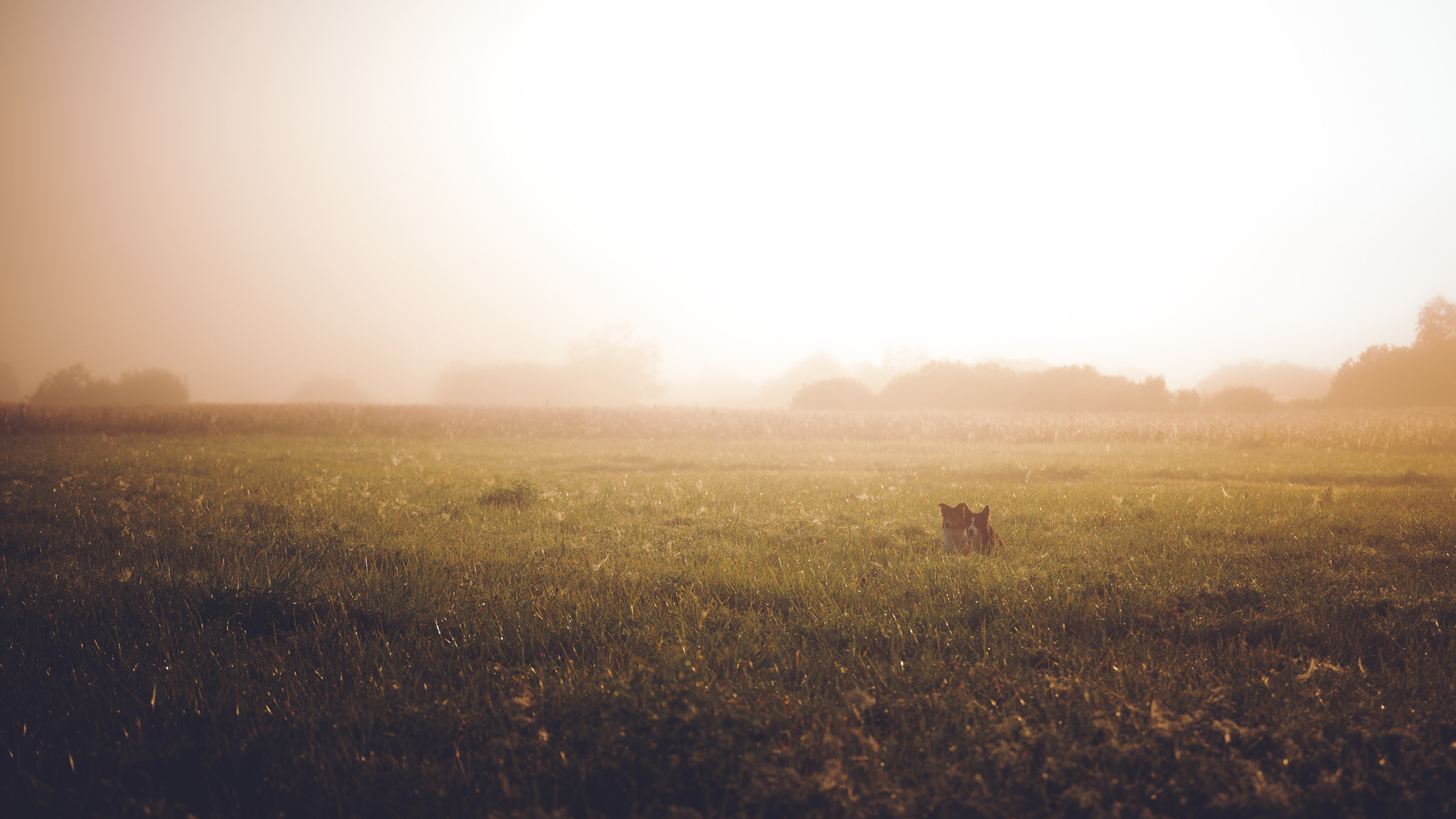 Саша, Флик и Эсприт. Семейный фотограф анималист Ананьева Мария — Москва