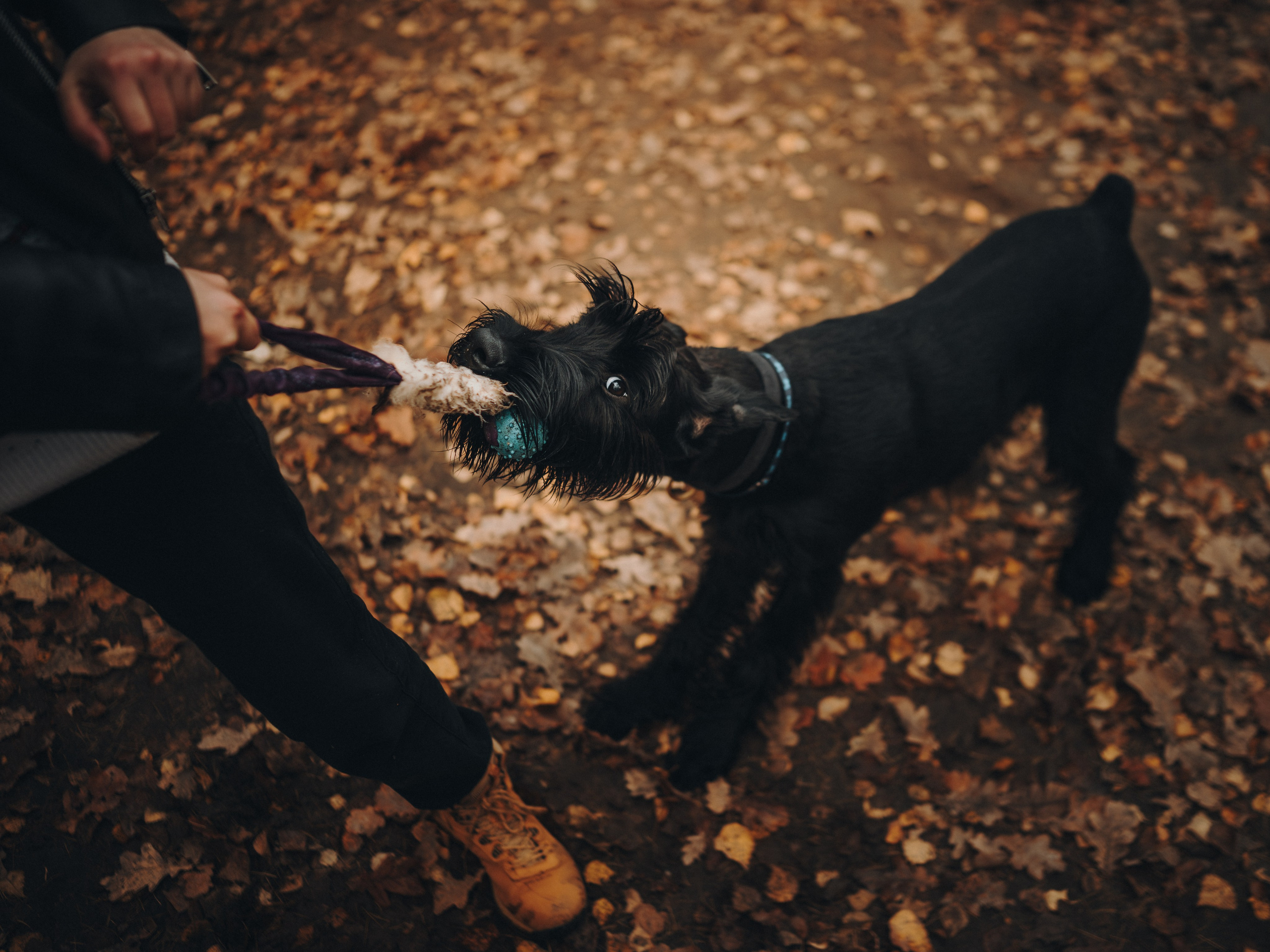 Даша и Умбра. Семейный фотограф анималист Ананьева Мария — Москва