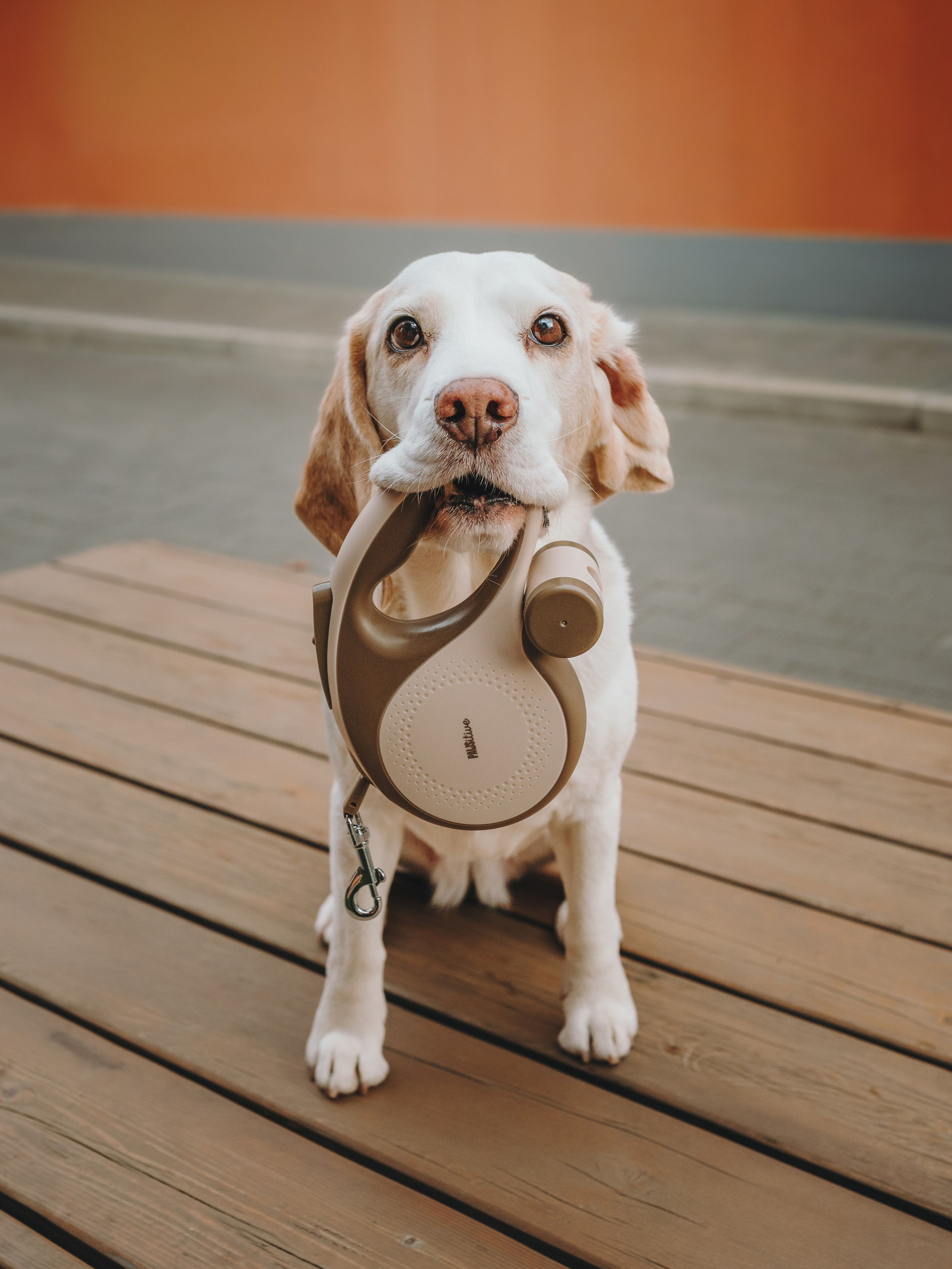 Pawsitive. Семейный фотограф анималист Ананьева Мария — Москва