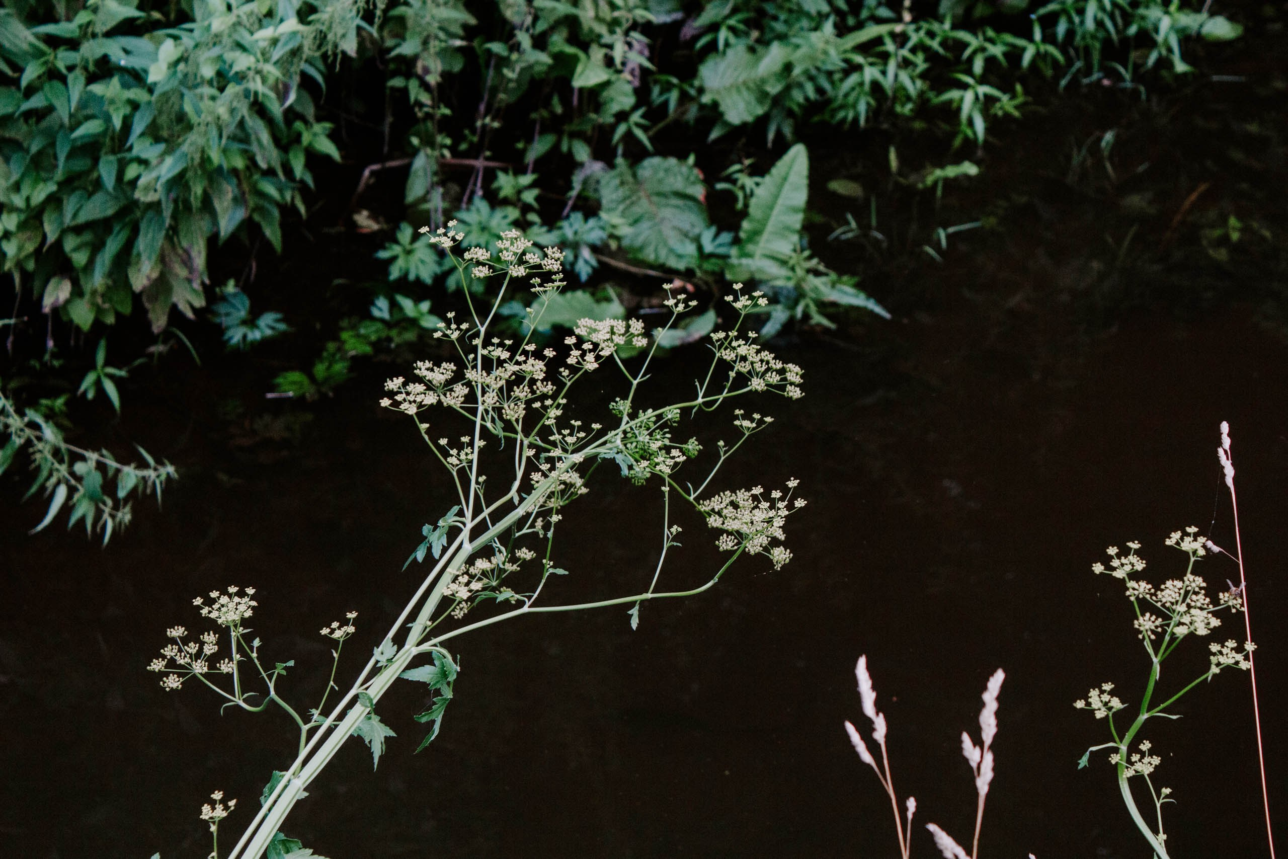 Ромашки веснушки мы лучшие подружки