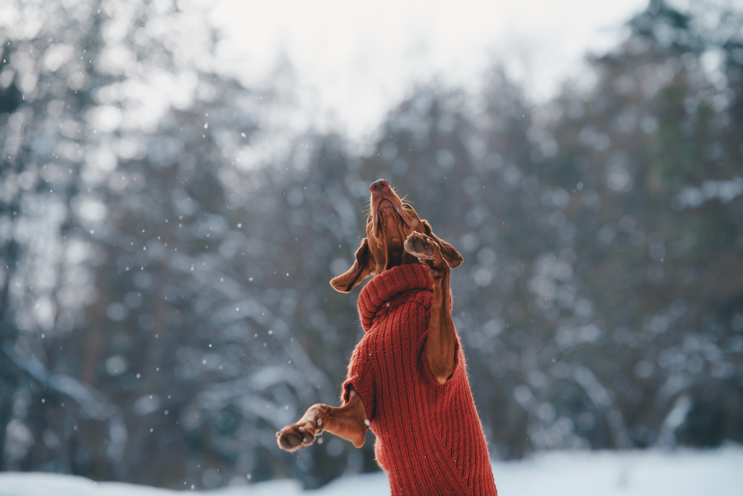 Трисс. Фотограф анималист Осипчикова Мария