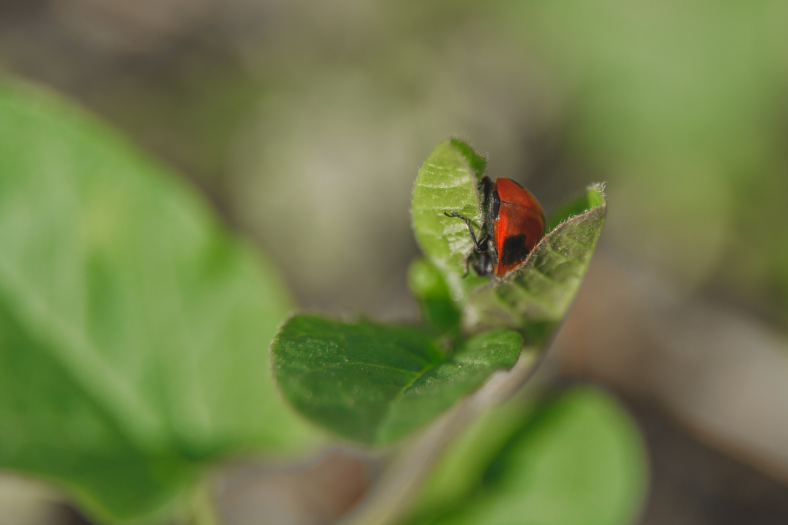 Проект «366»|2024|Фото каждый день. LENA GRACE photographer ||ЛЕНА ГРЭЙС фотограф