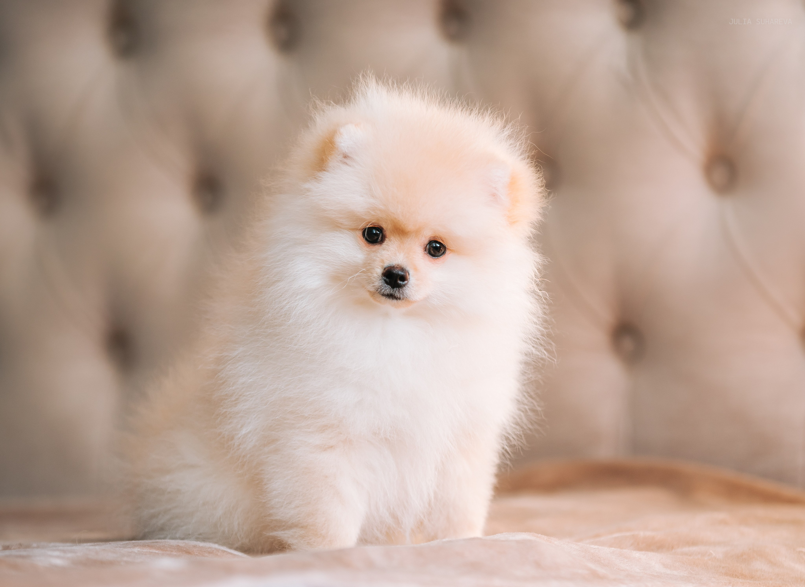 Шпицы дома. Главная