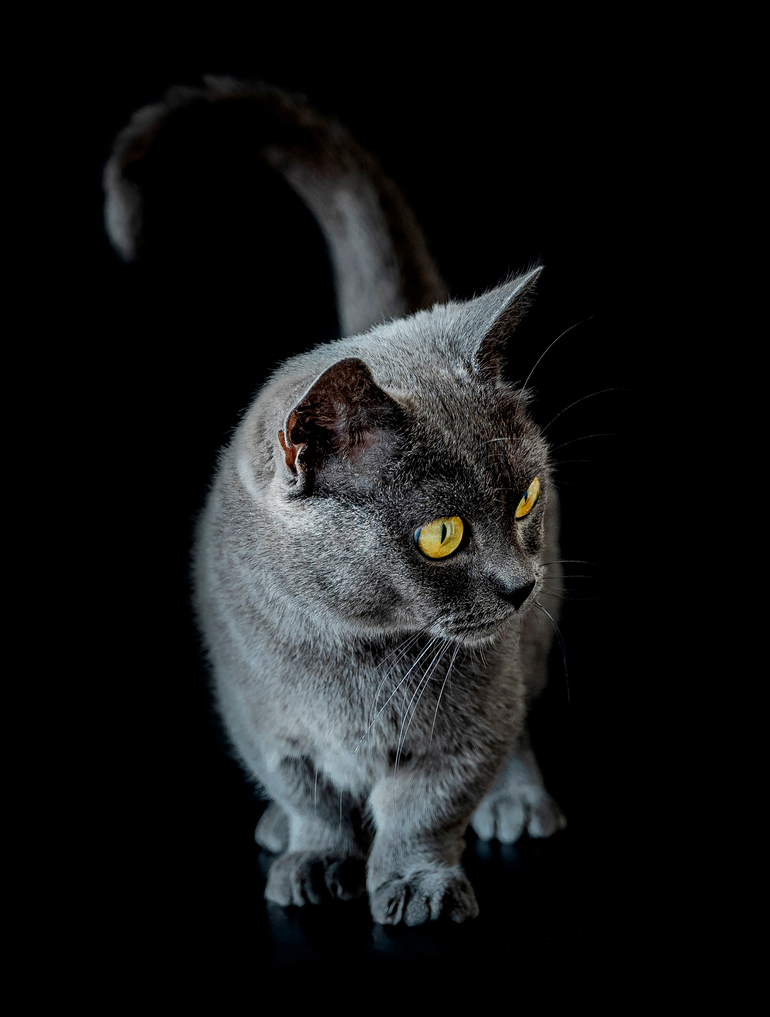 Не собаки и не лошади. Фотограф анималист