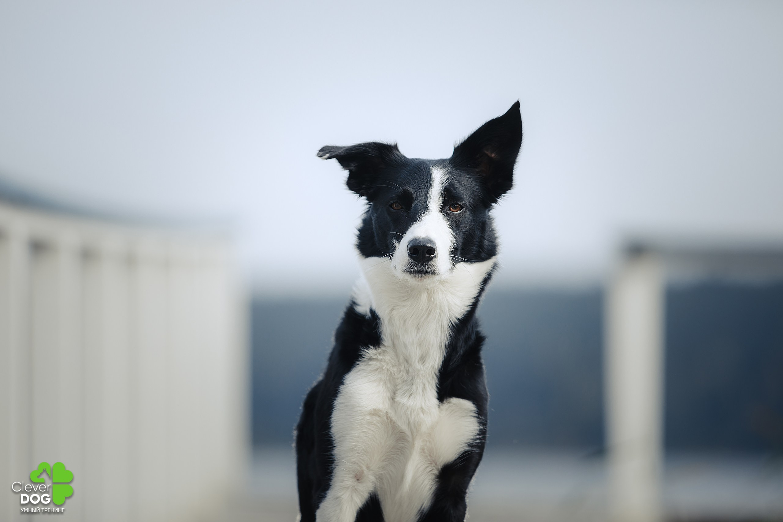 Кинологический лагерь CleverDog, 2024. Фотограф-анималист Mary Mart — Москва, Питер