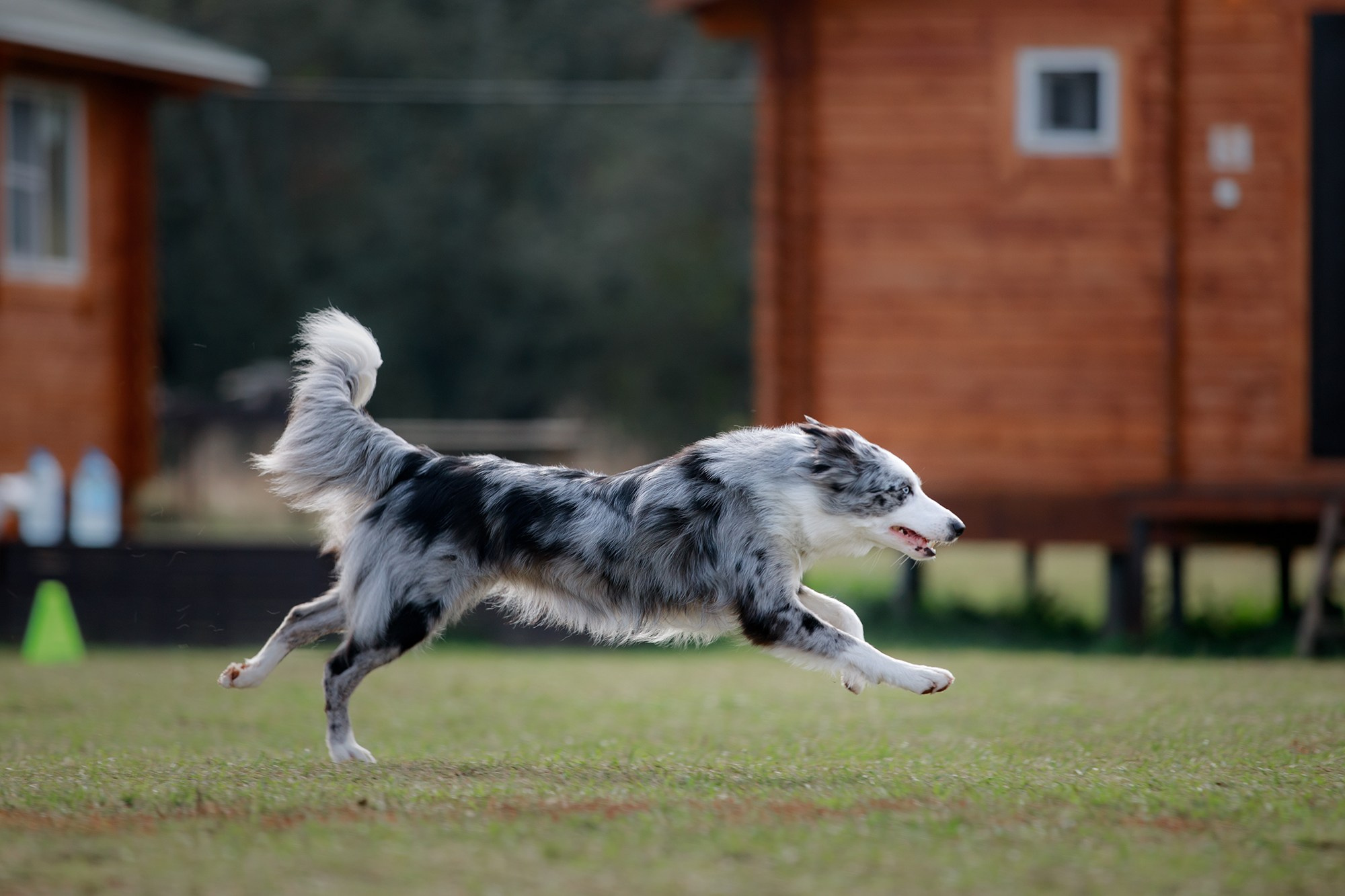 Лагерь по ОБД с Инной Баженовой. Фотограф-анималист Mary Mart — Москва, Питер