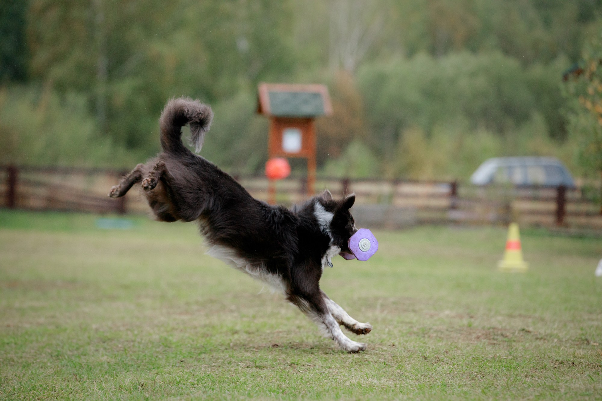 Лагерь по ОБД с Инной Баженовой. Фотограф-анималист Mary Mart — Москва, Питер