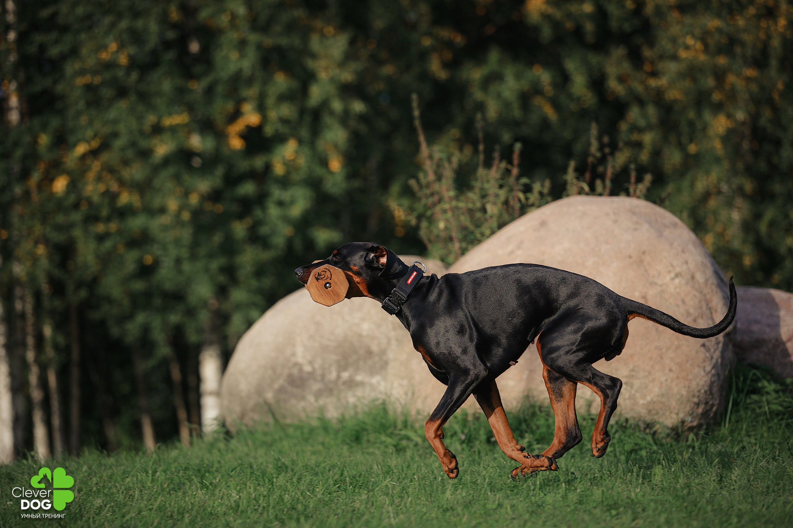 Кинологический лагерь CleverDog, 2024. Фотограф-анималист Mary Mart — Москва, Питер