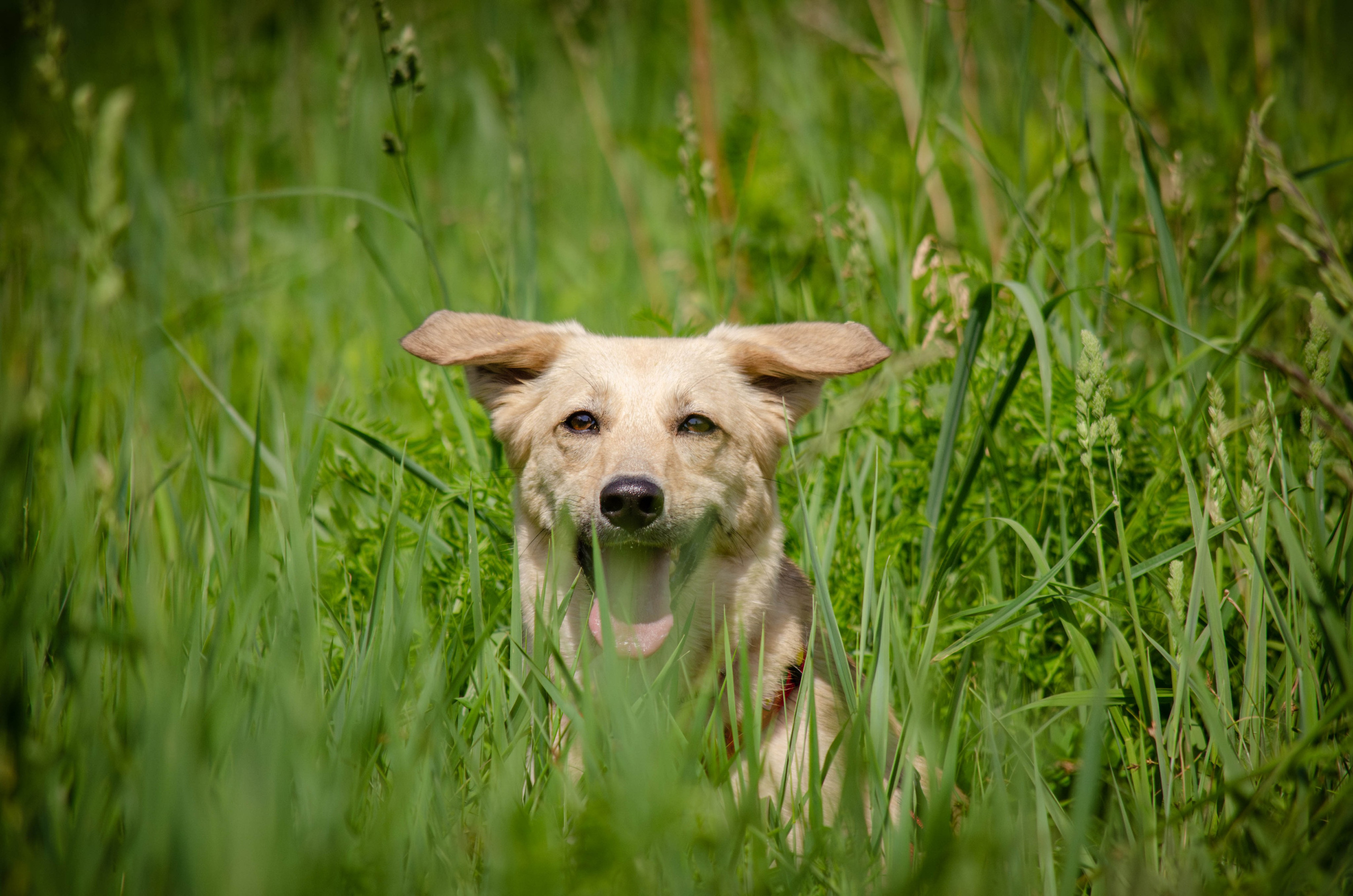 Мира и Барон. Фотограф Светлана Блинова, Москва и Московская область