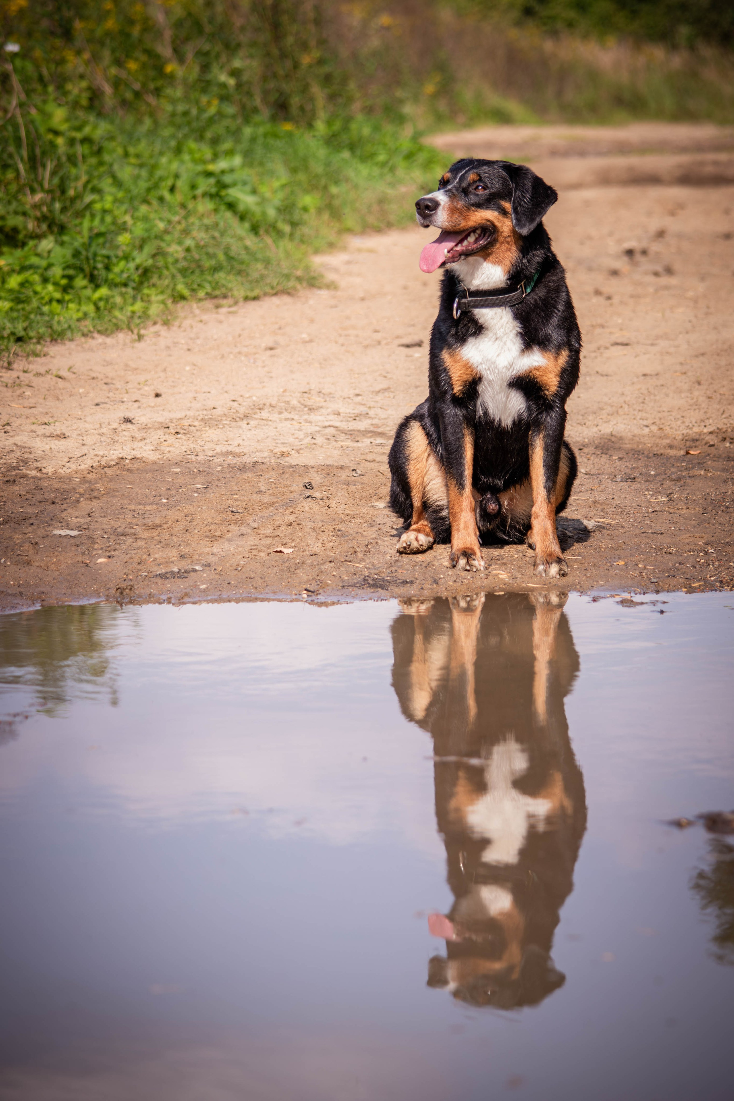 Микки и Юля. Фотограф Светлана Блинова, Москва и Московская область