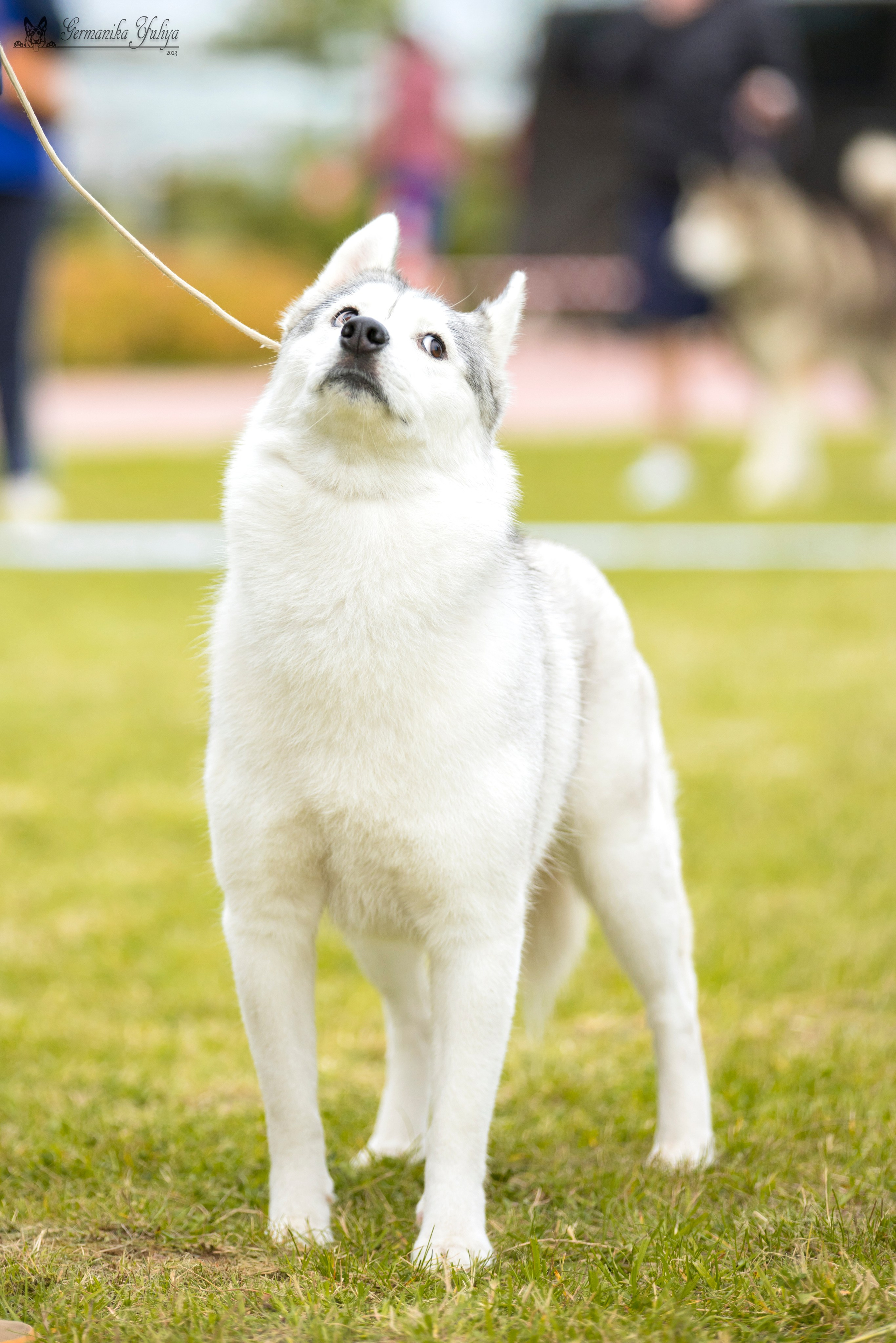 Переславль 9-10.09.2023. Фотограф-анималист Юлия Германика