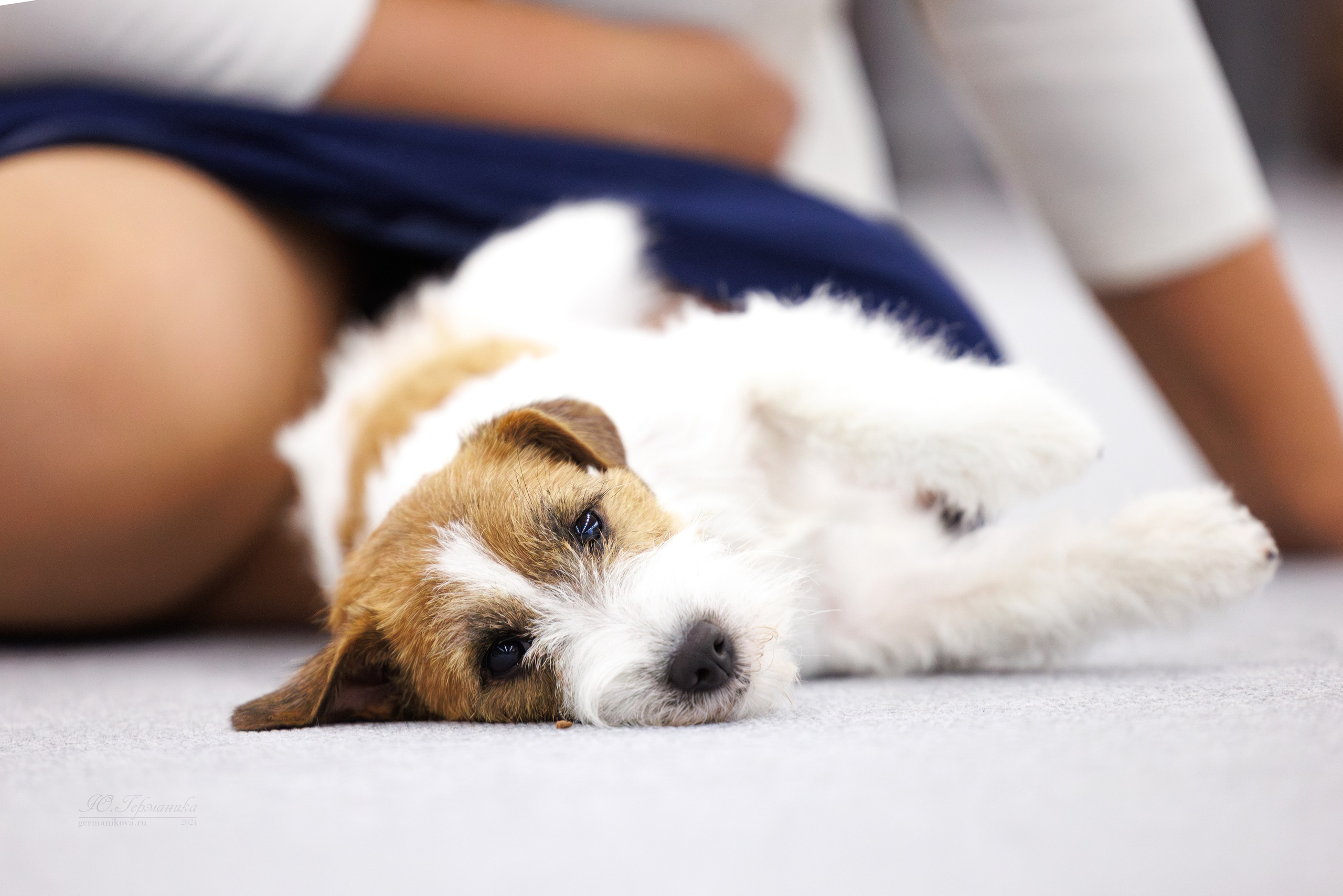 Казань Зилант 30-01.12 2024. Фотограф-анималист Юлия Германика