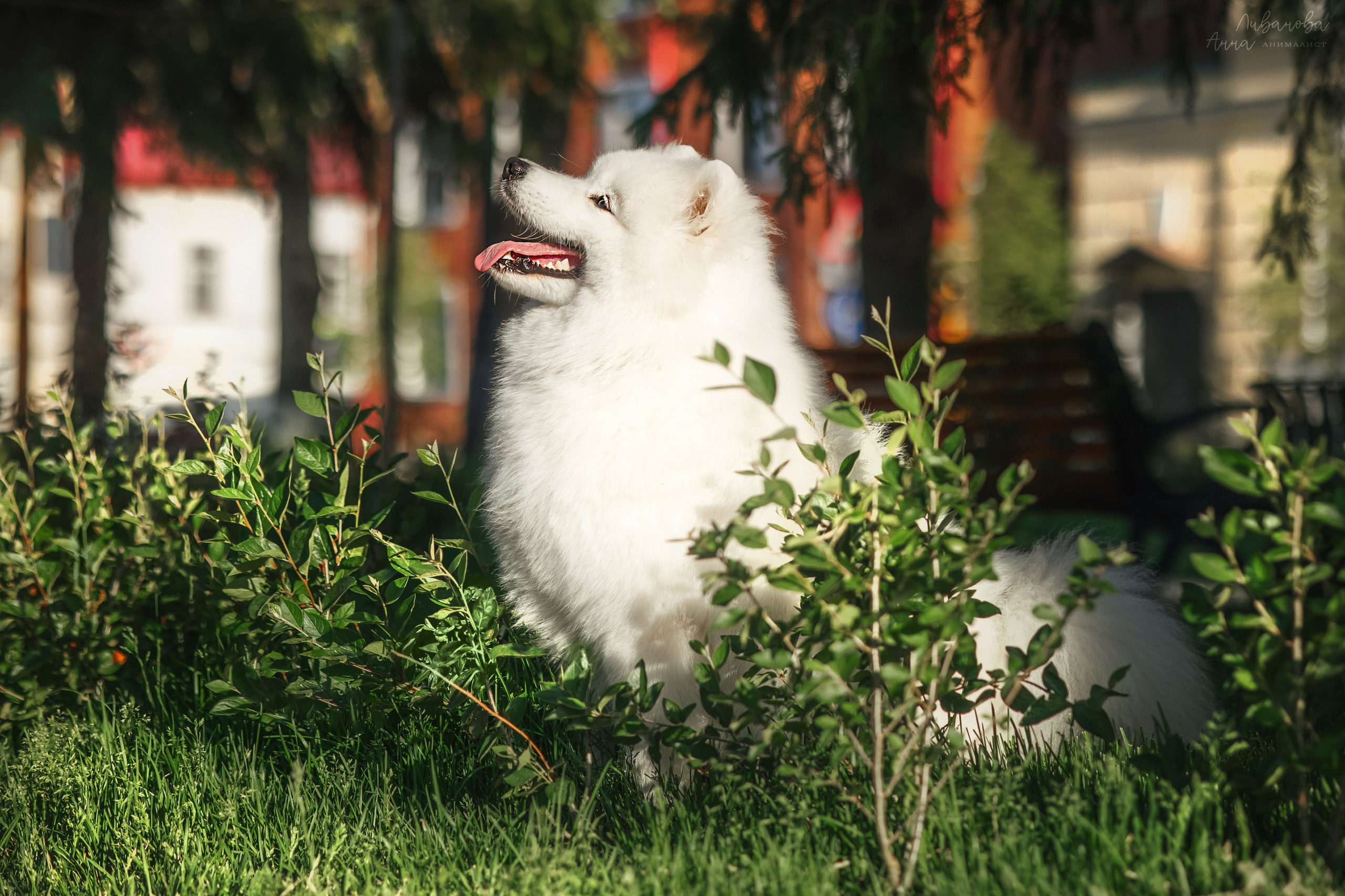 Наташа и Кимми. Фотограф анималист Аня Ливанова | Рыбинск