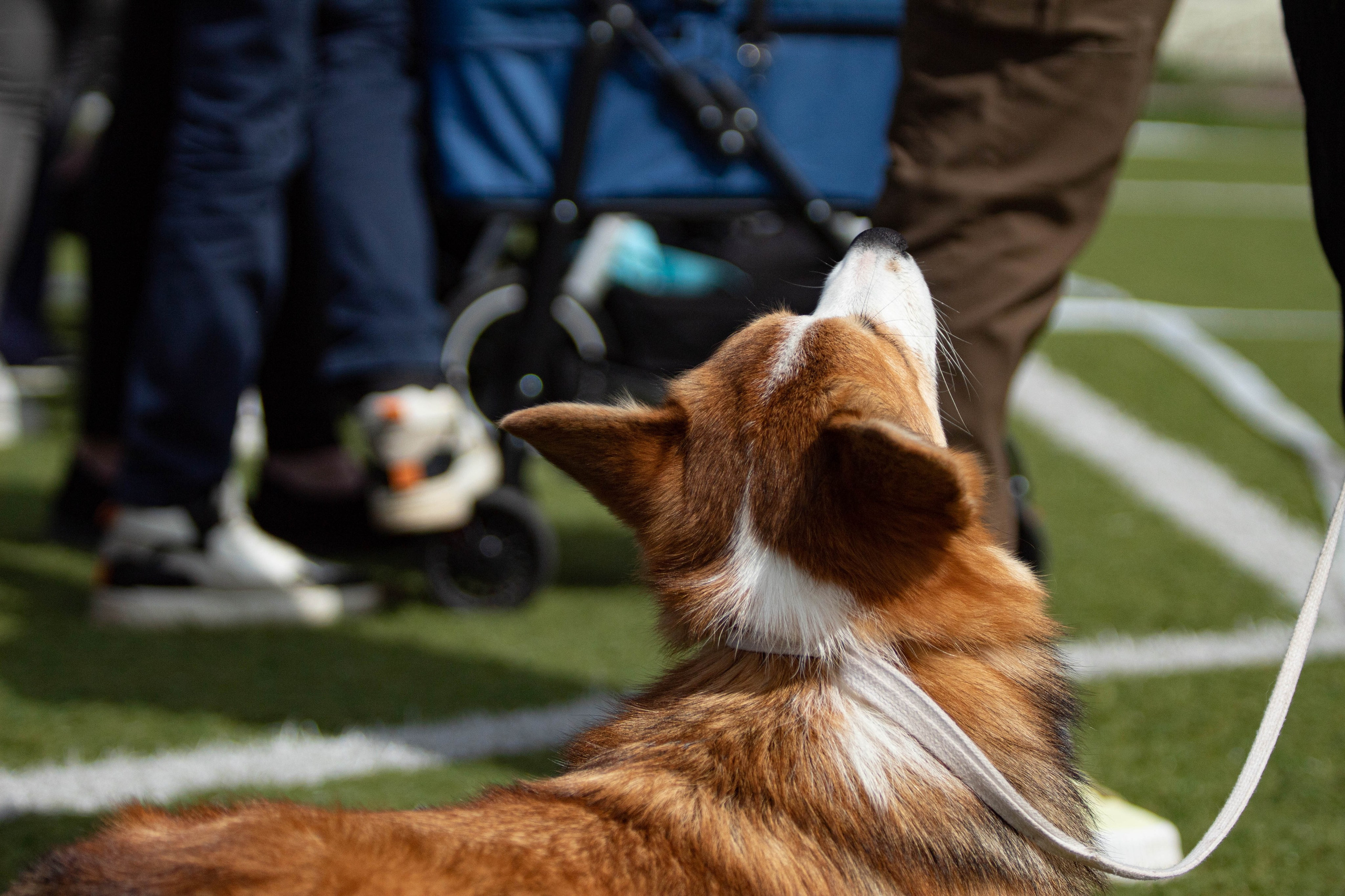 Фотограф анималист для выставки собак в Туле. Фотограф анималист — Тула, Москва