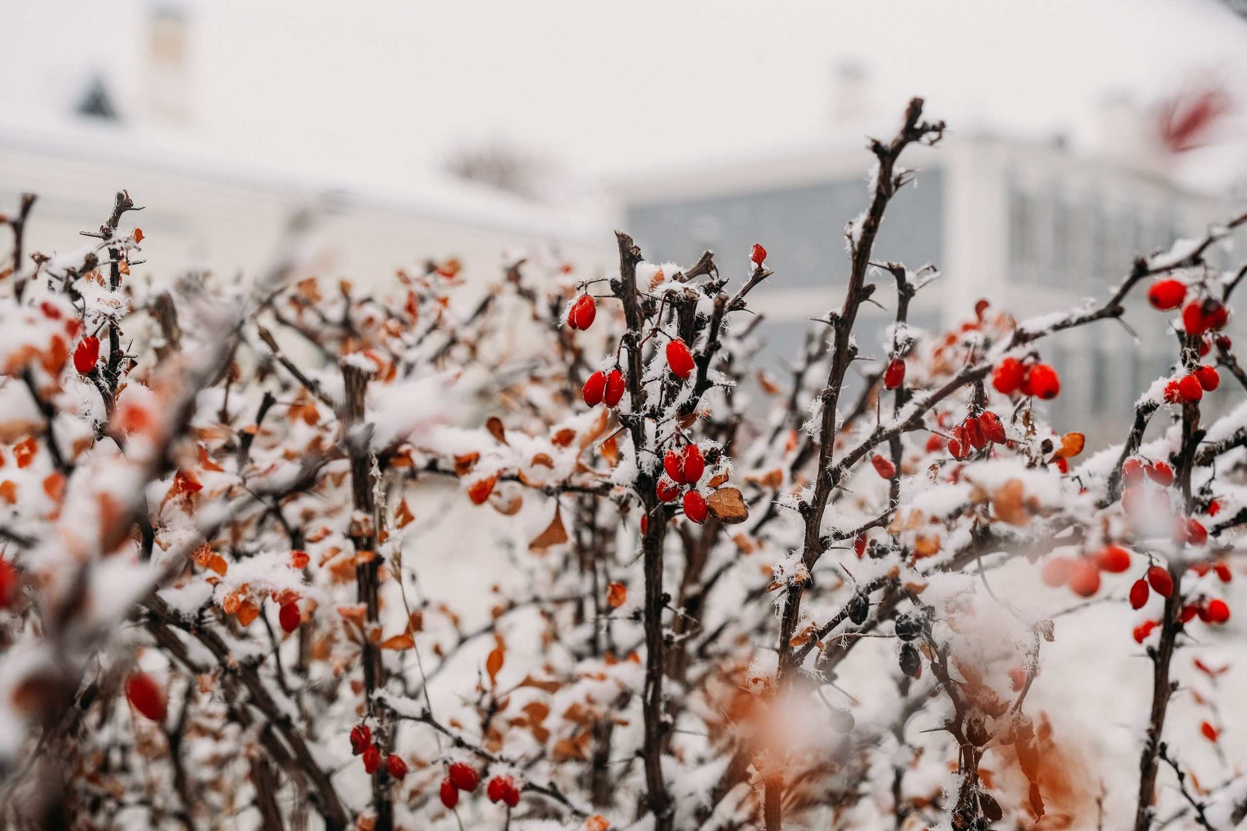 Снегопад. Фотограф Анатолий Деникин