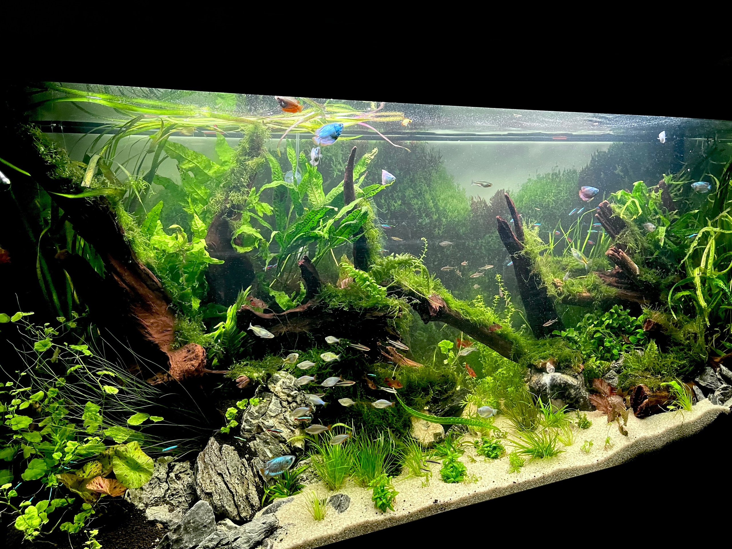 Портфолио пресноводных аквариумов. Максим Ерёмин. Home