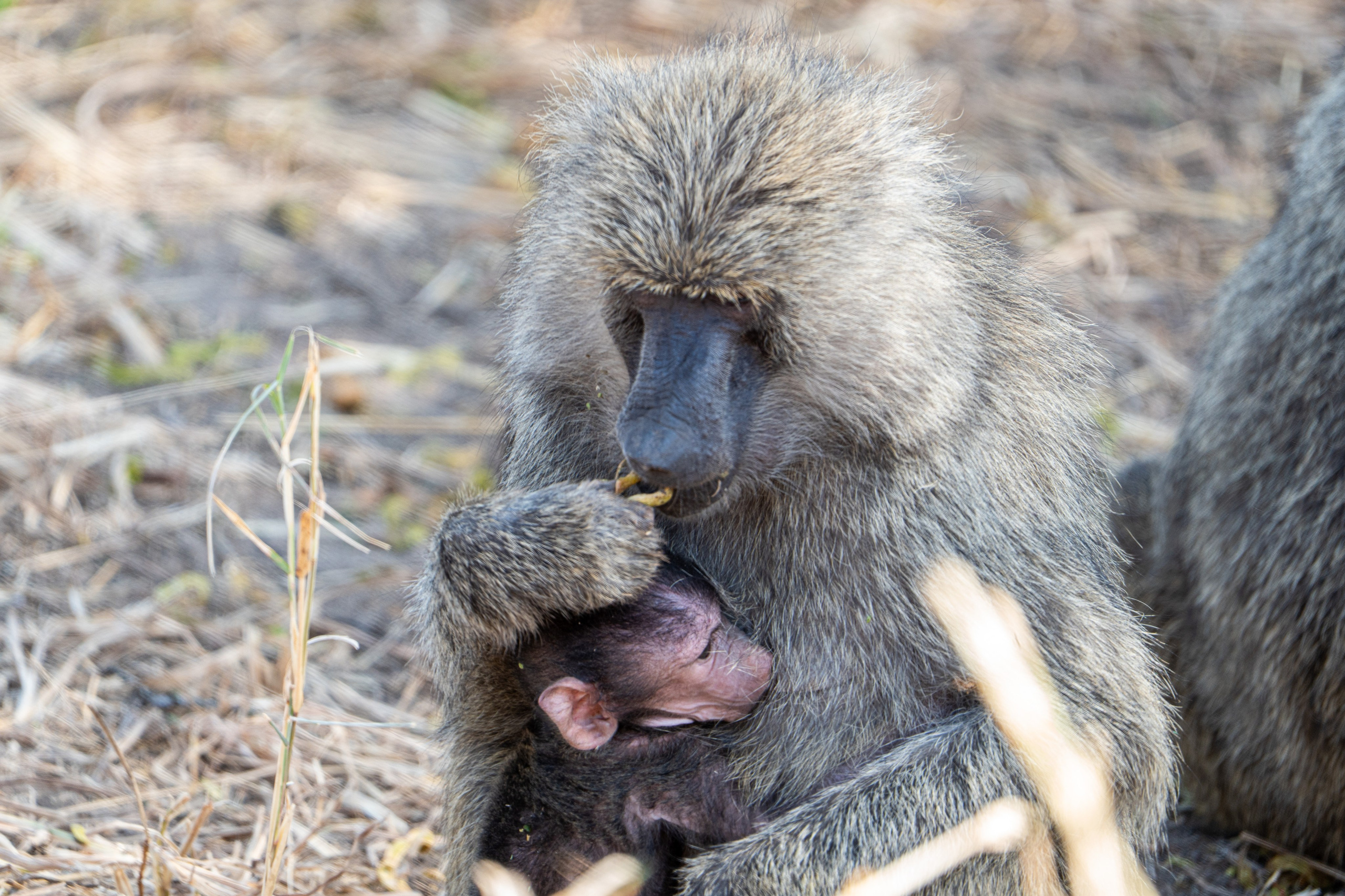 Танзания, сафари, 2025. Творческие сьемки