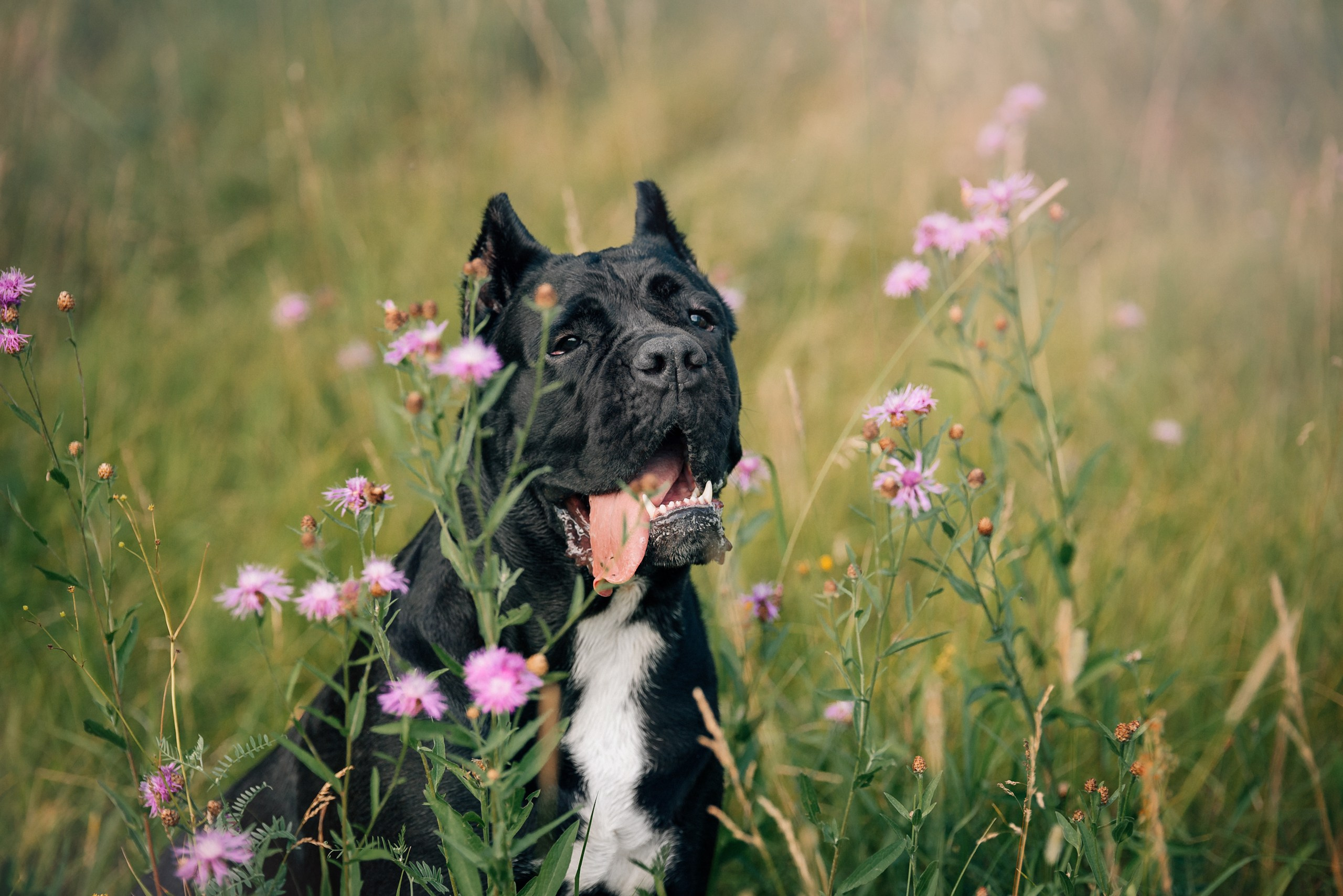 Арина и Николь. Фотограф-анималист Анастасия Парфенова|Екатеринбург