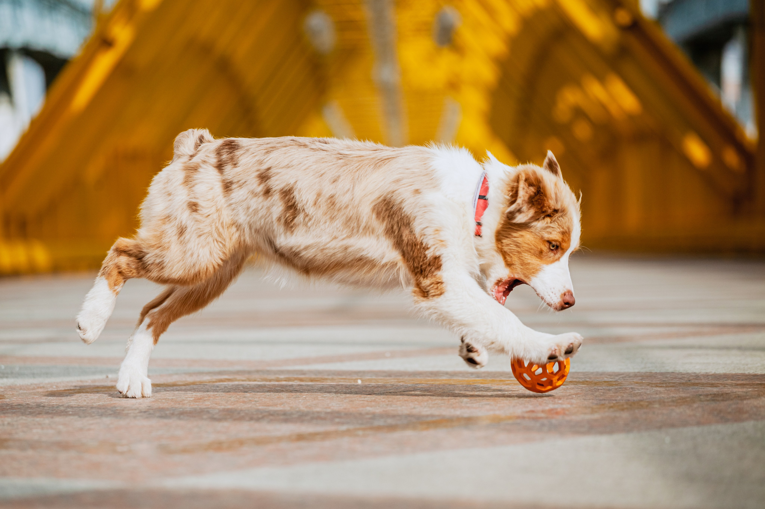 Андреевский мост. Фотограф-анималист Татьяна Степанова