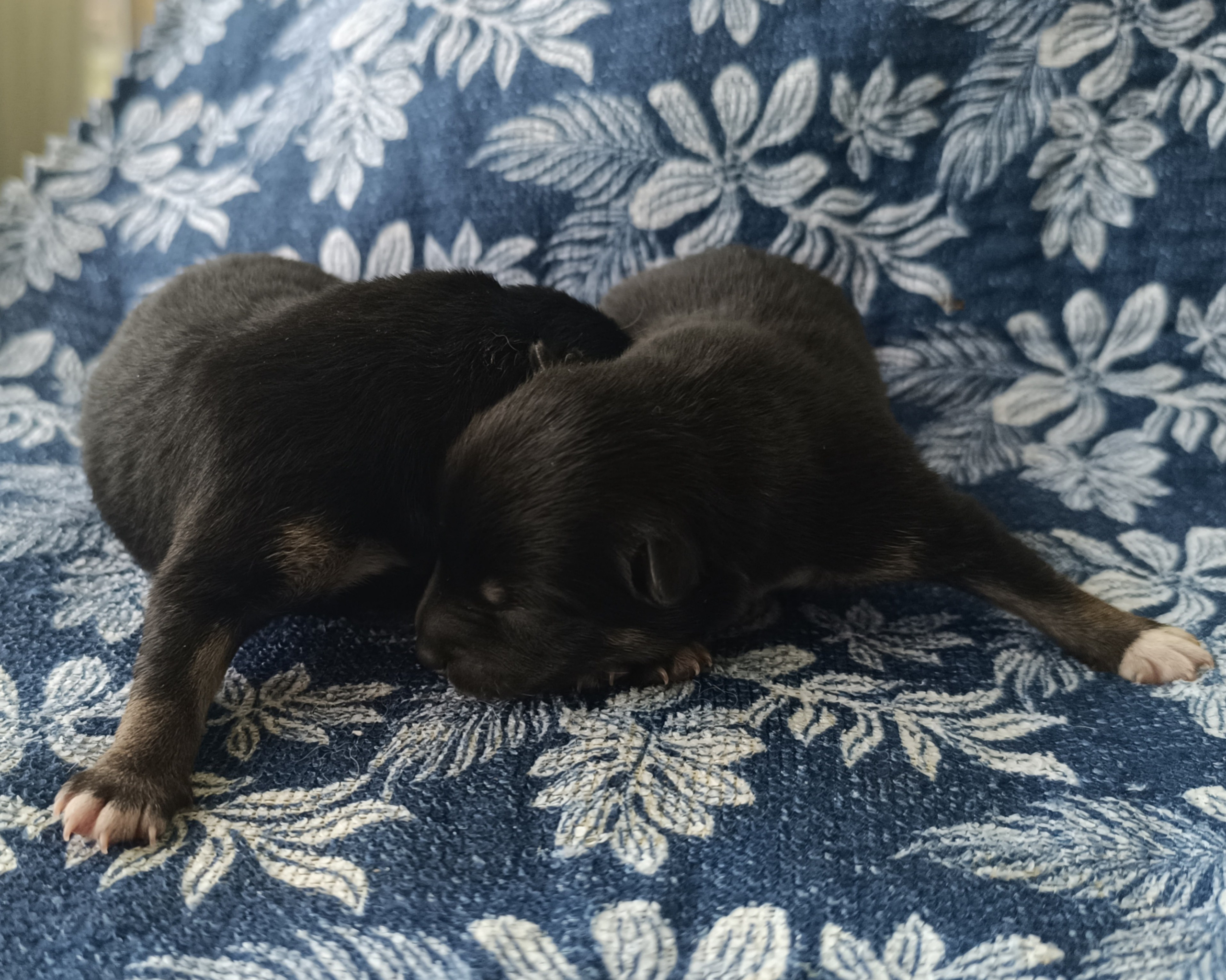 сиба питомник Рубилайт щенки на продажу rubylight  сиба щенки купить СПб Санкт-Петербург 