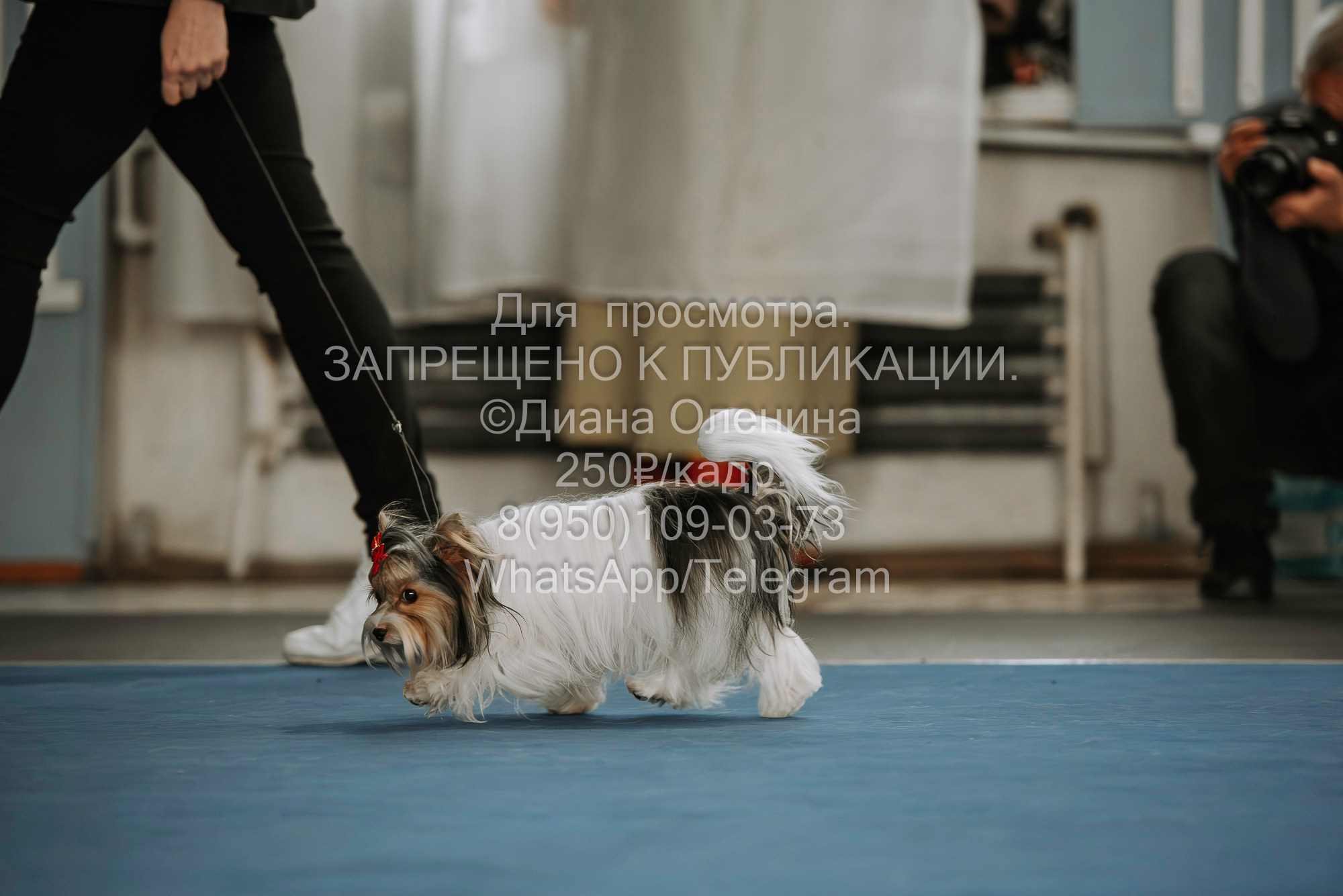 Выставка собак Красноярск 29.10.2023. Фотограф Диана Оленина Красноярск / Братск