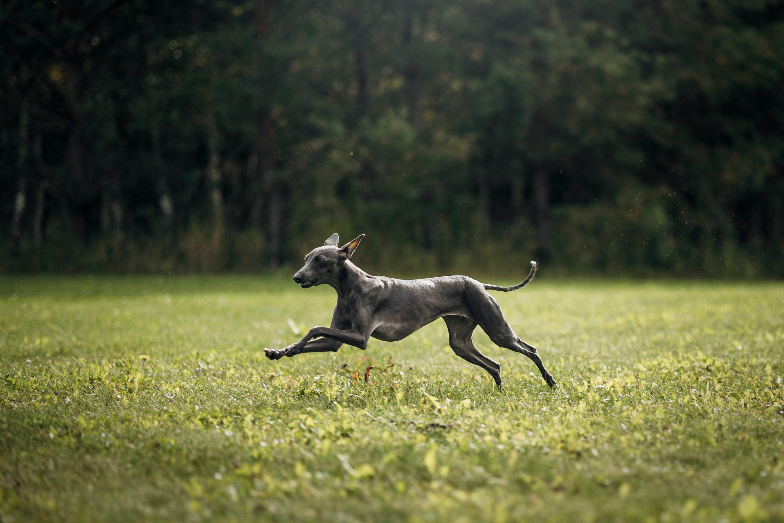 Лучик и ее семья. Фотограф — Анималист | Санкт-Петербург