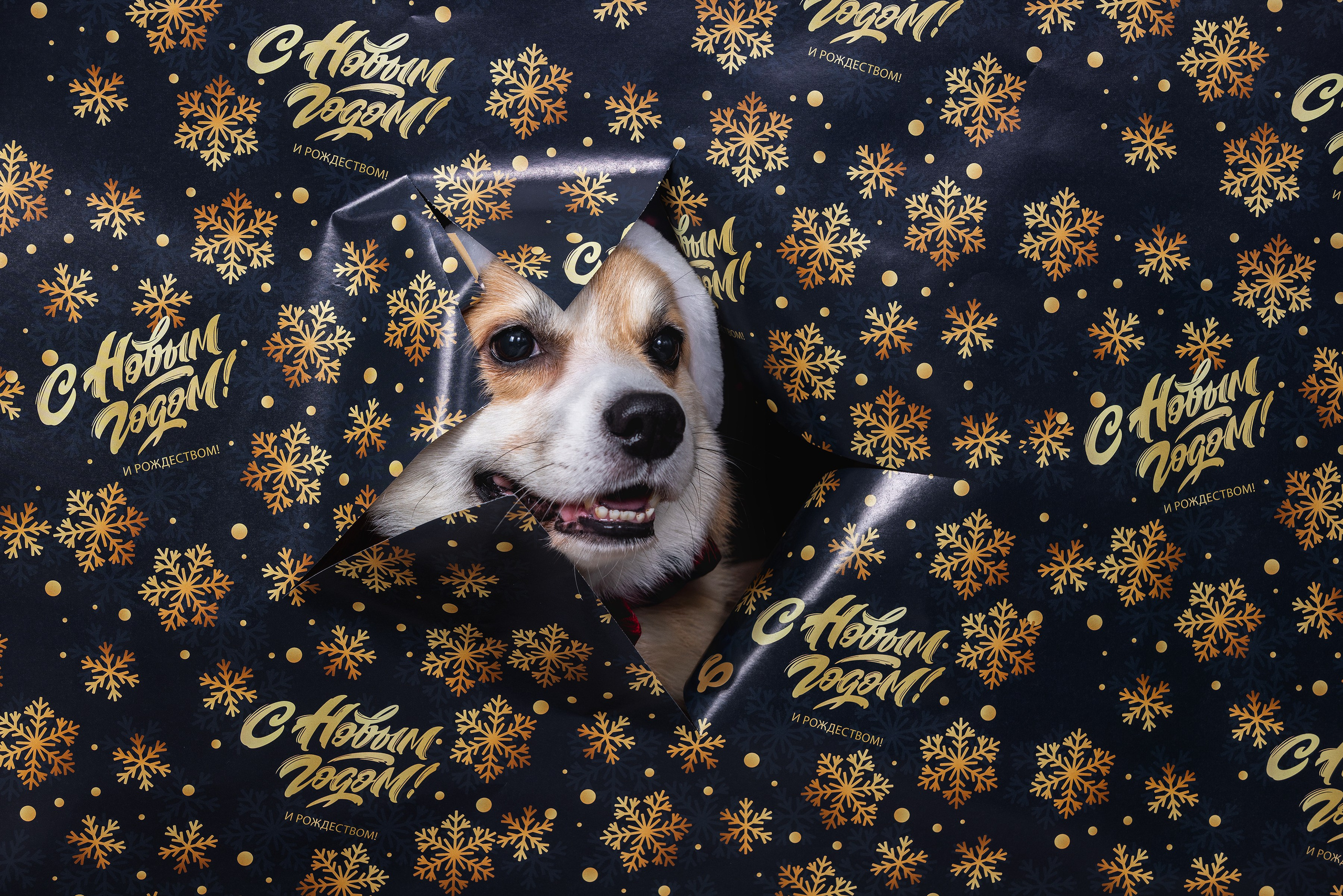 Собаки и не только. Фотограф Алена Звездина