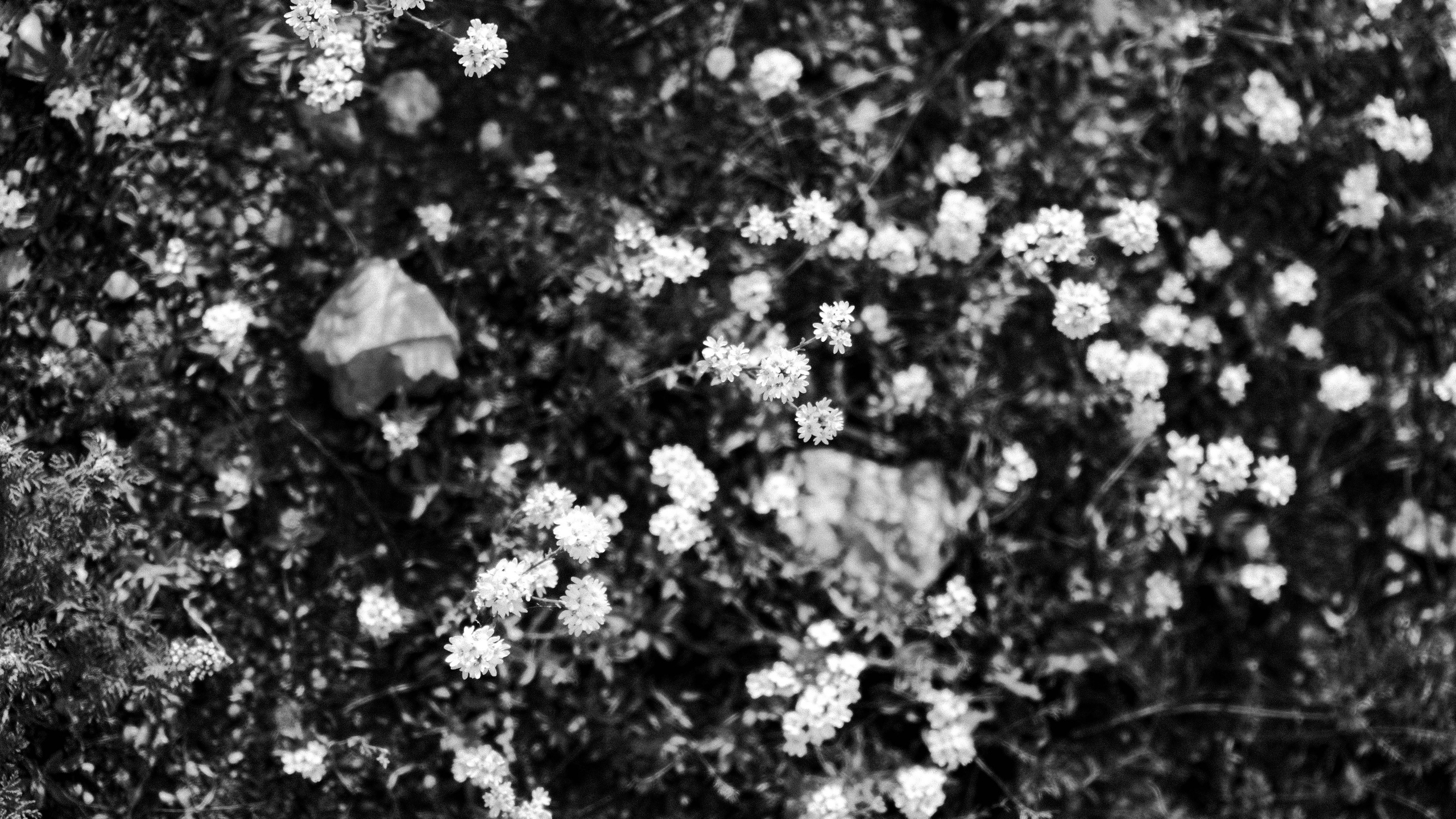 Natural Noir. Whoii art