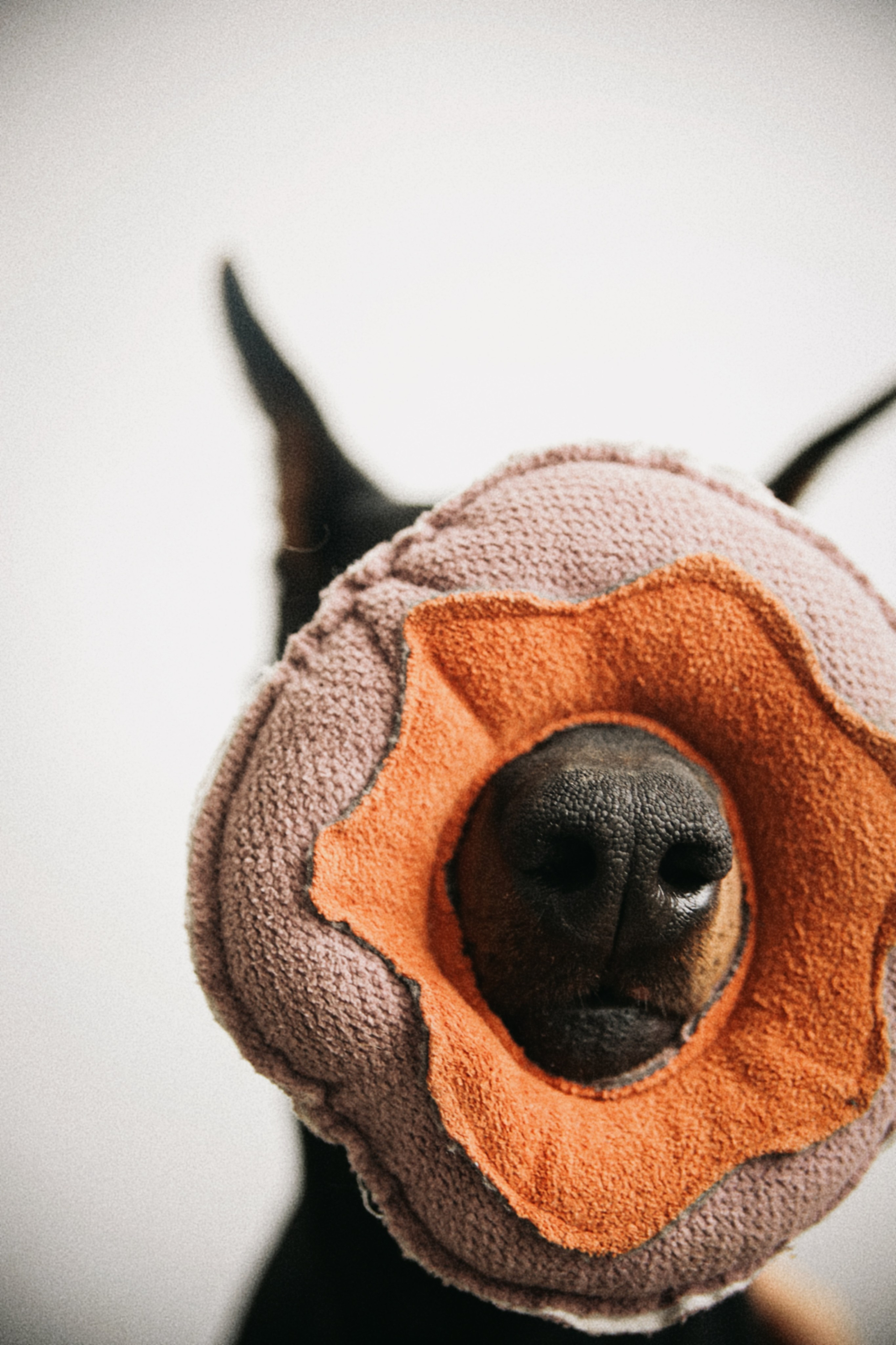 С собаками. Фотограф в Серпухове и Тарусе Ксения Царёва