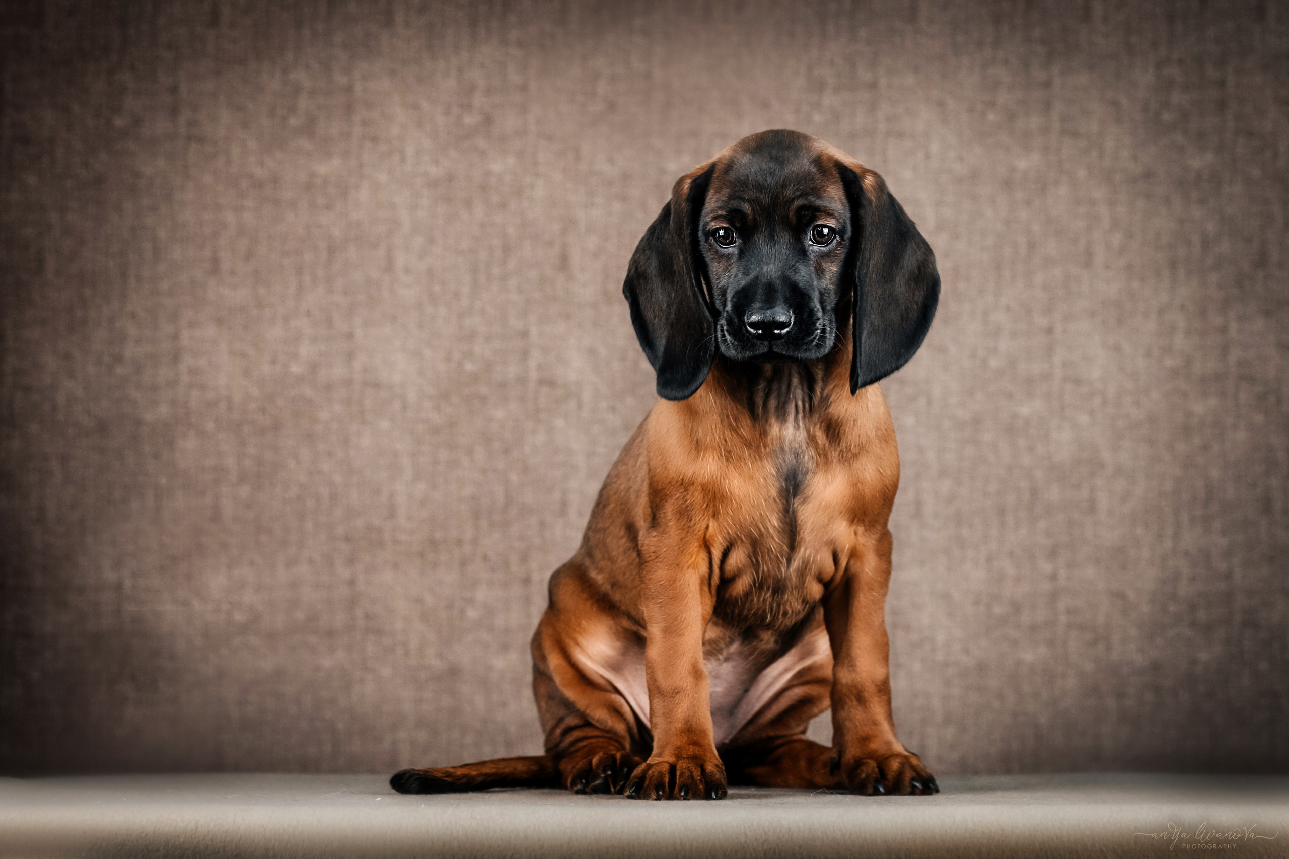 Баварские гончие. Фотограф анималист Аня Ливанова | Рыбинск