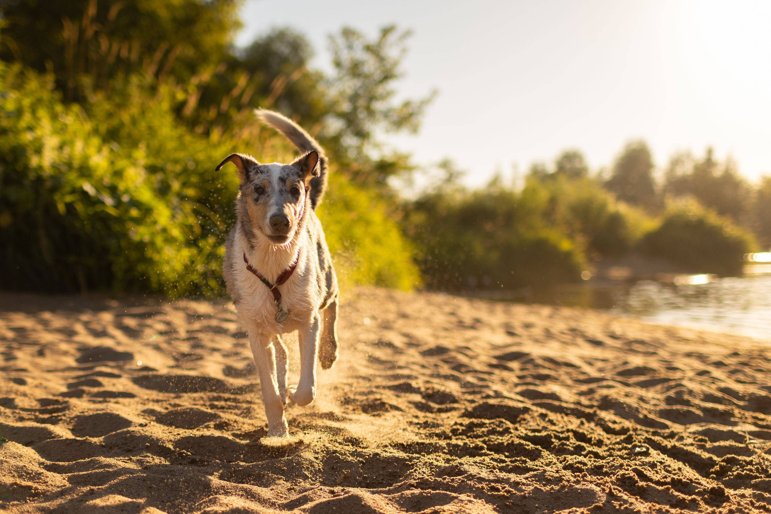 Купание щенков в стиле лайфстайл. Фотограф-анималист в Москве и Московской области Татьяна Фролова