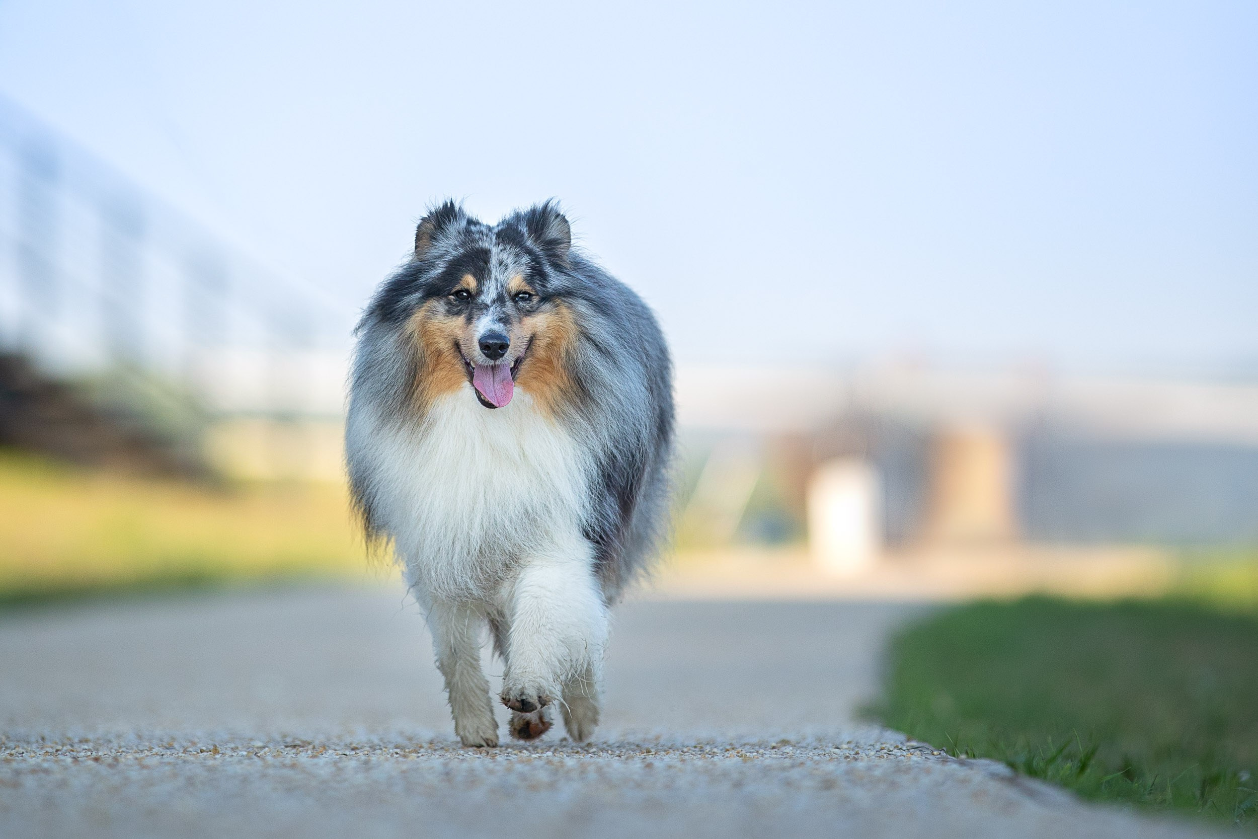 Съемка с шелти на рассвете на песчаном карьере. Фотограф-анималист в Москве и Московской области Татьяна Фролова