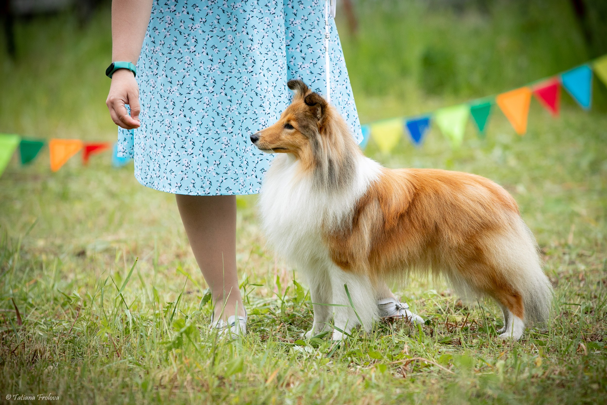 Фотосопровождение выставки собак в Московской области и Москве. Фотограф-анималист в Москве и Московской области Татьяна Фролова