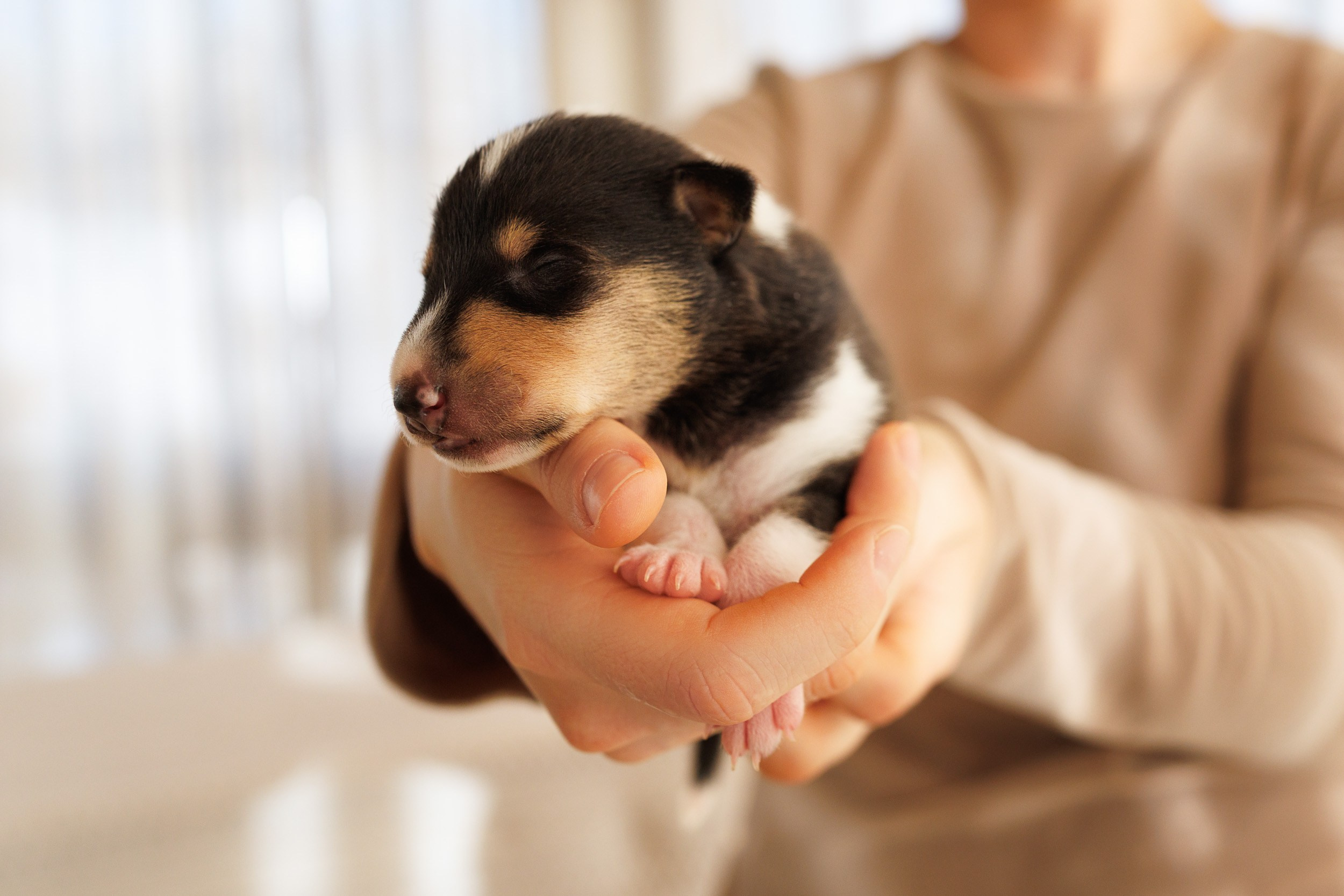 Короткошерстные колли в 2 недели. Фотограф-анималист в Москве и Московской области Татьяна Фролова