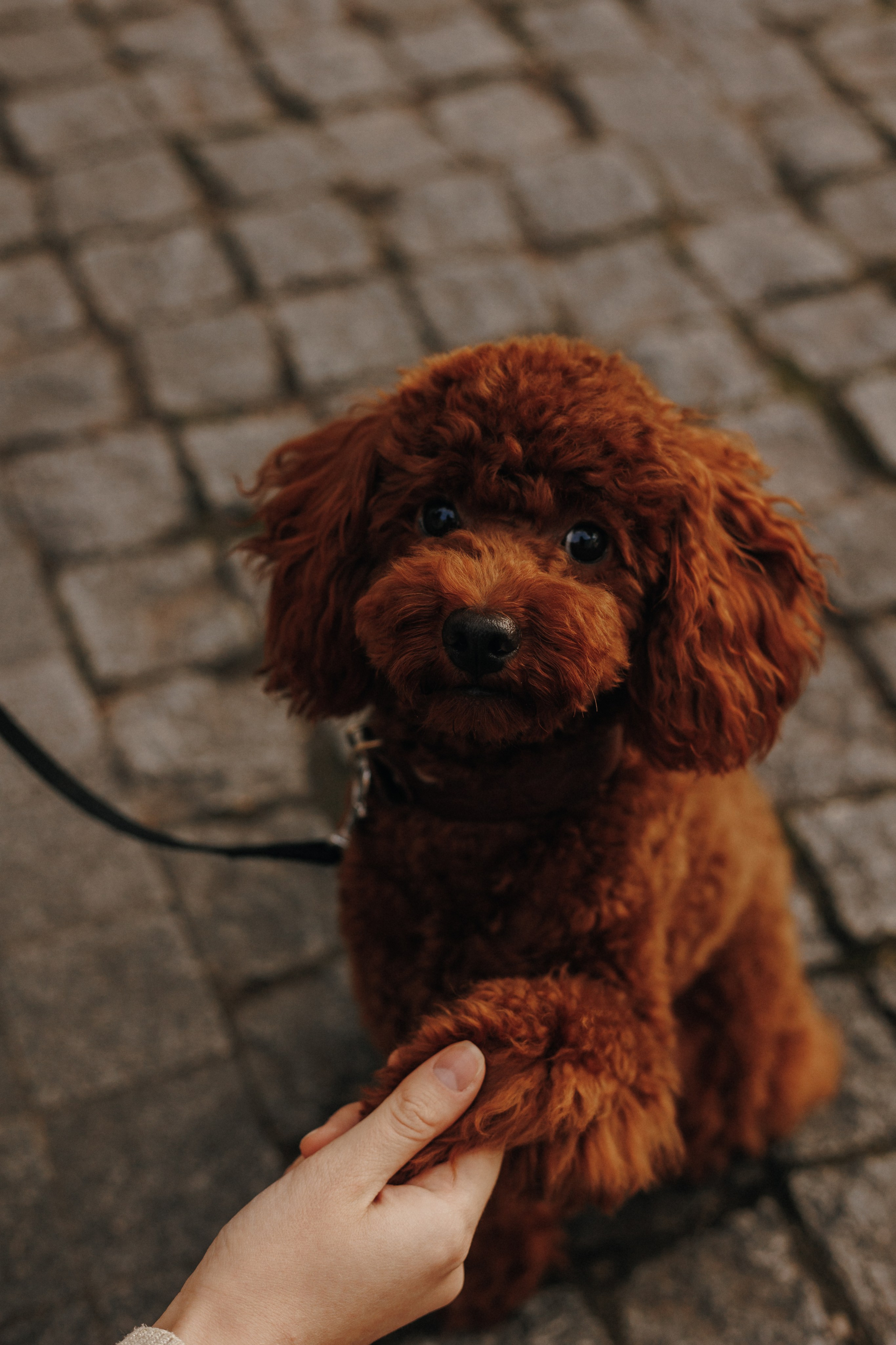 Юля. Свадебный и семейный фотограф Витебск, Минск, Андрей Павлов