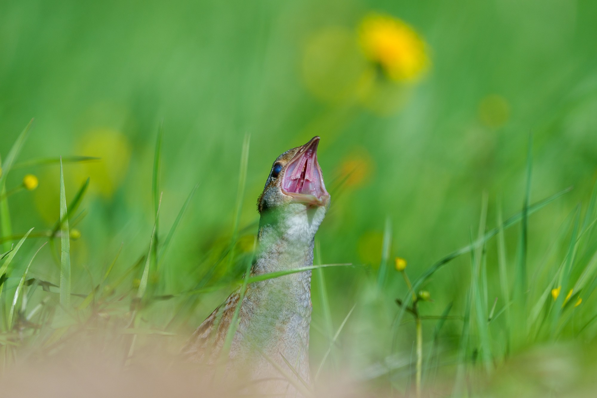 Удивительные мир птиц. Вокруг нас столько прекрасного — присмотритесь!. Ваш личный фотограф Марина Волкова