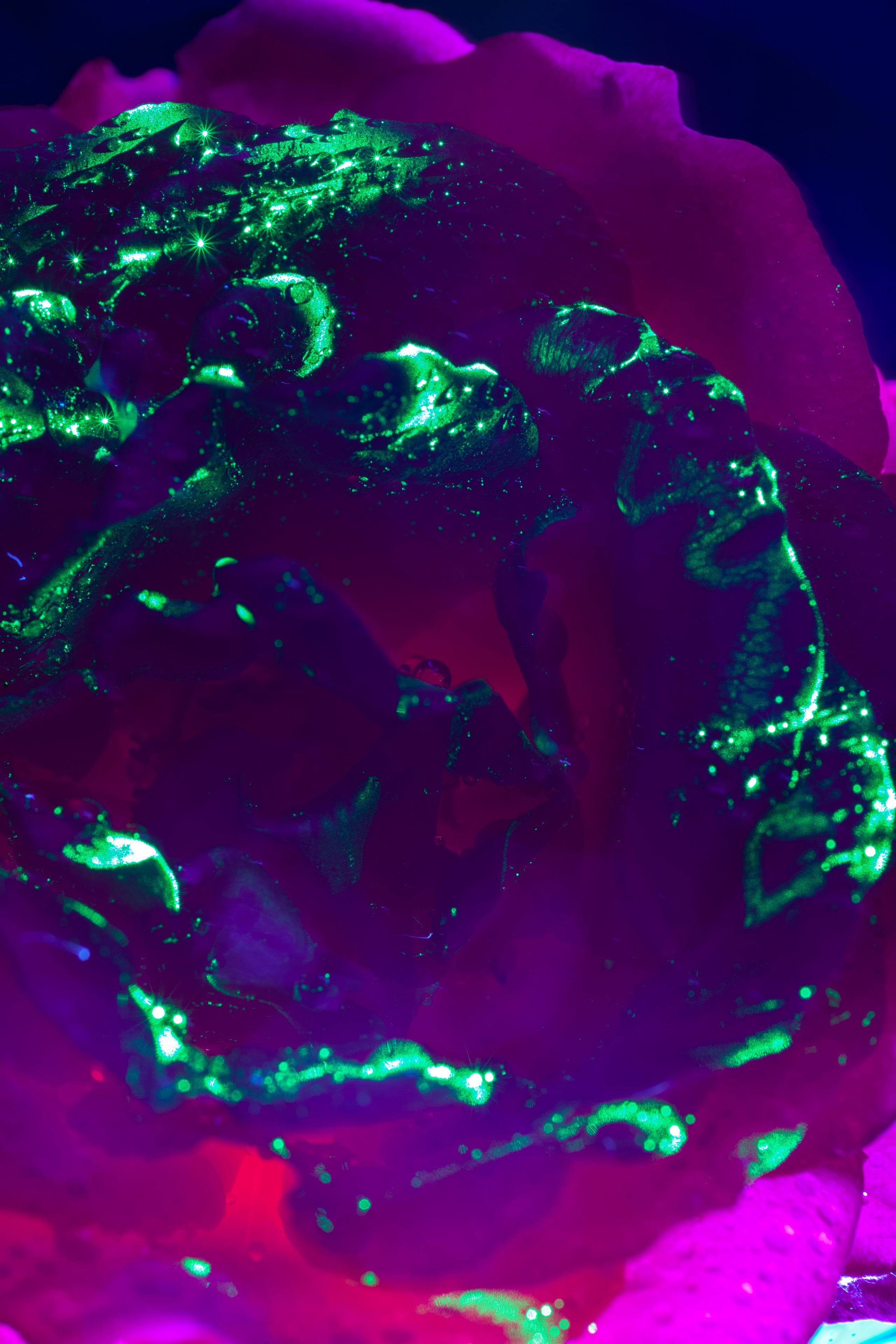 Интерьерные картины. Ангелина Журавлева Фотограф в Москве